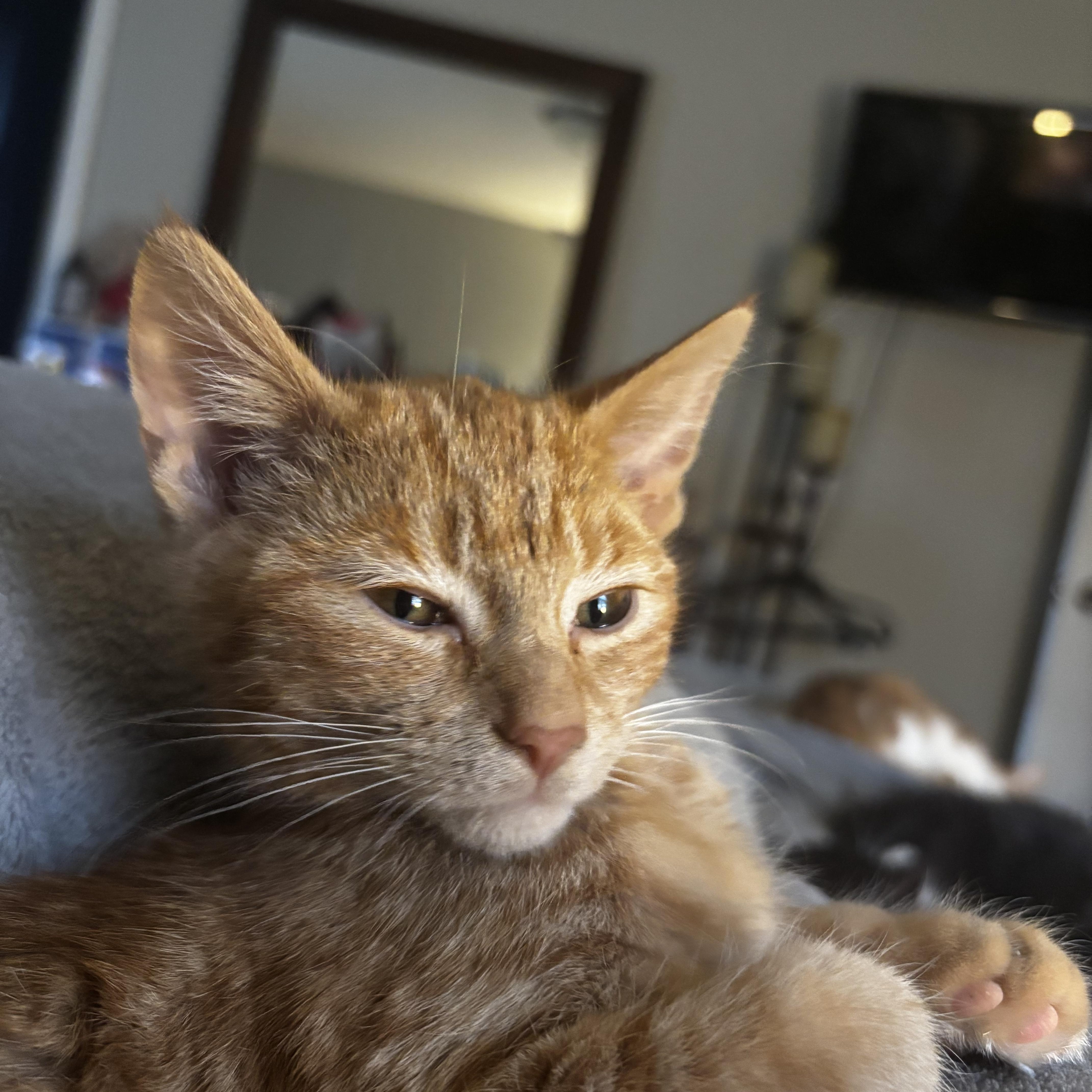 Enlarge Gremlin, an adopted Domestic Short Hair in Kirklin, IN image 1/6