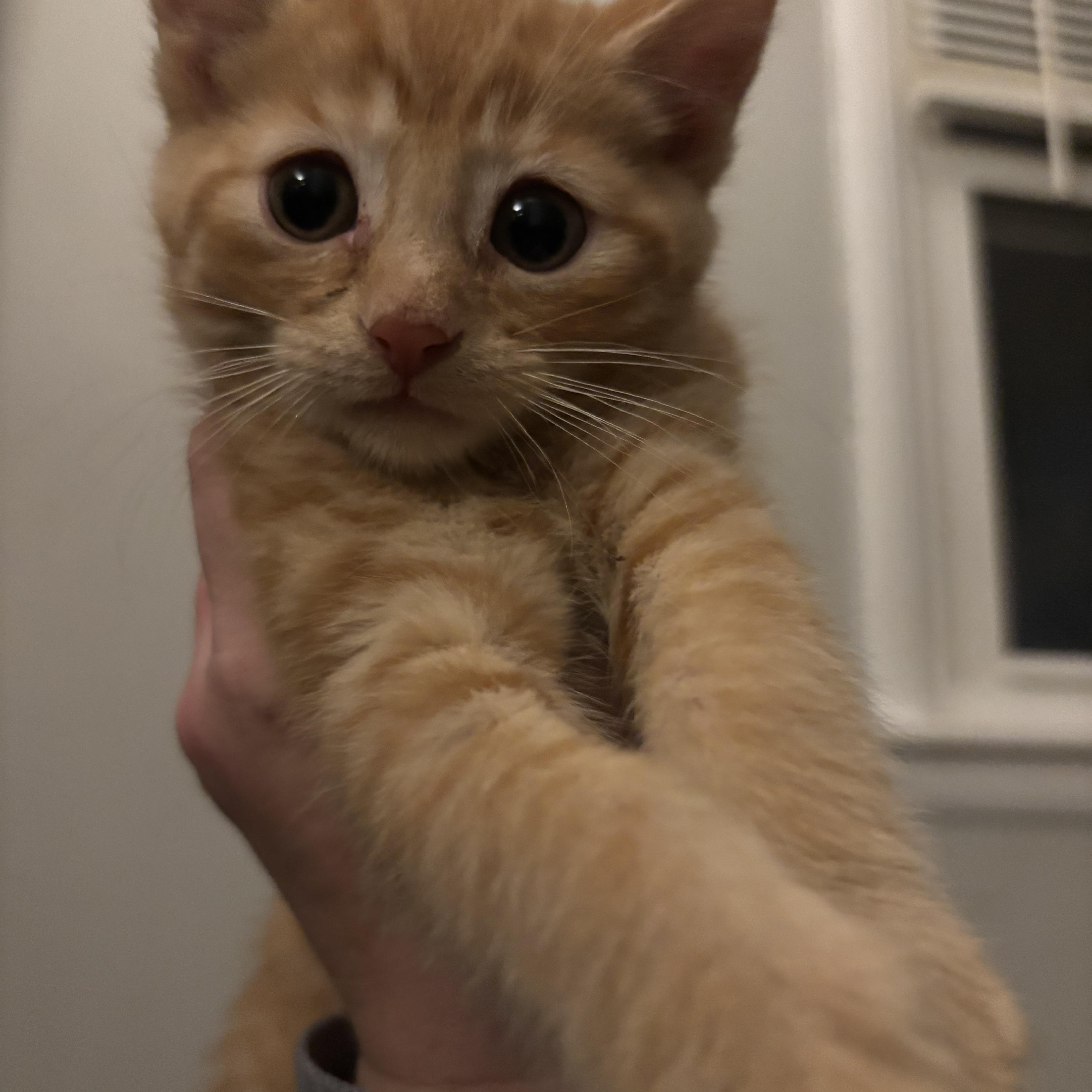 Enlarge Gremlin, an adopted Domestic Short Hair in Kirklin, IN image 3/6