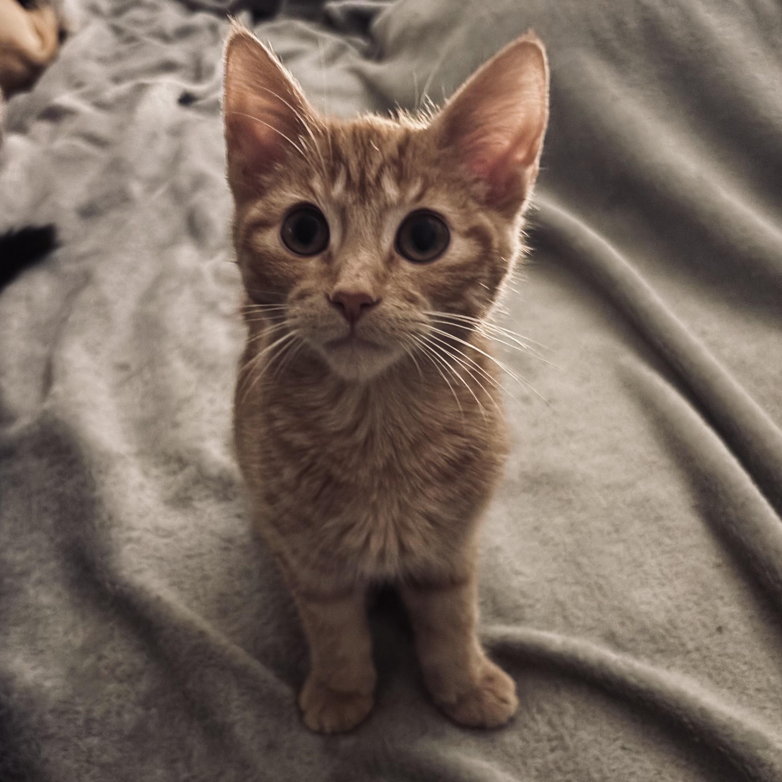 Enlarge Gremlin, an adopted Domestic Short Hair in Kirklin, IN image 2/6