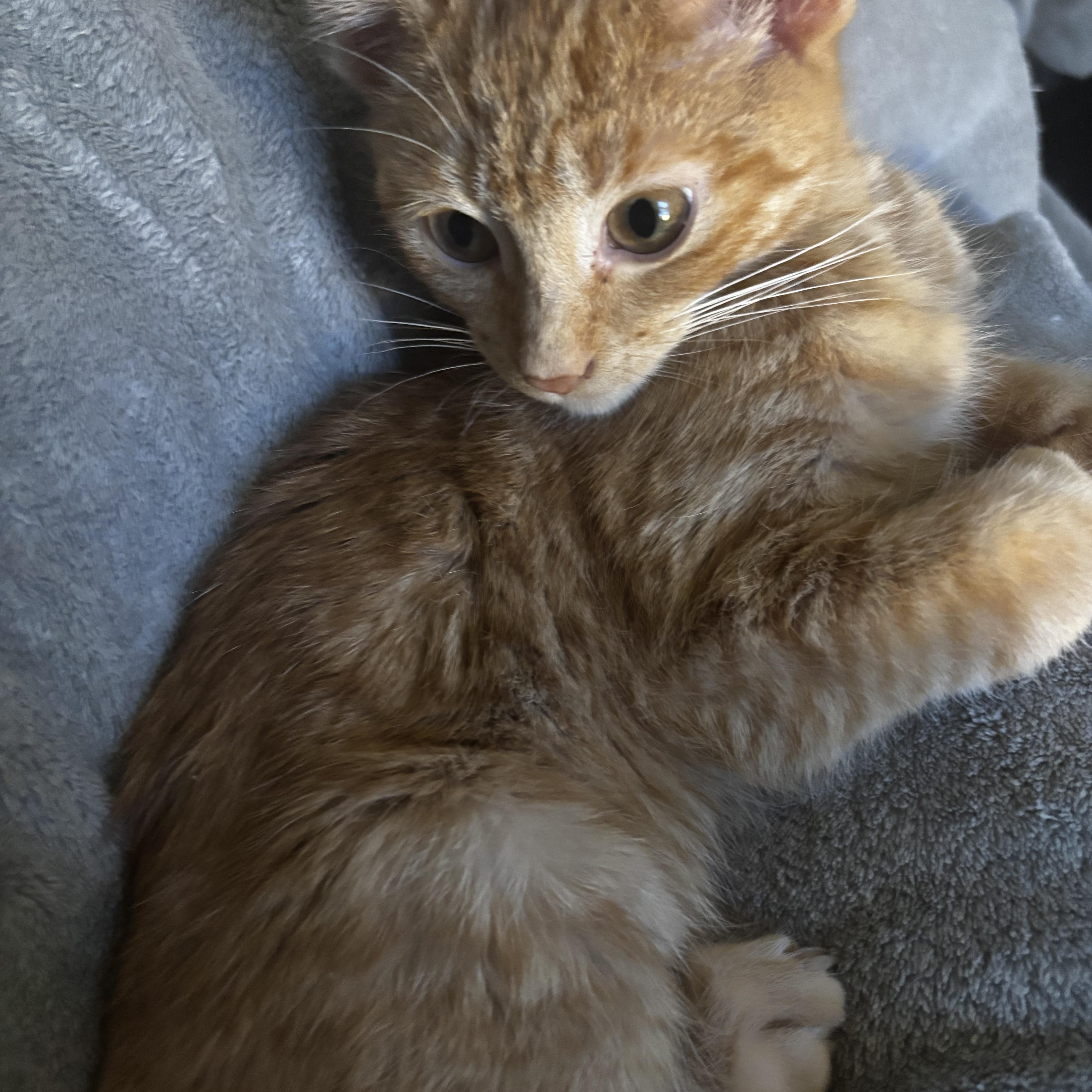 Enlarge Gremlin, an adopted Domestic Short Hair in Kirklin, IN image 4/6