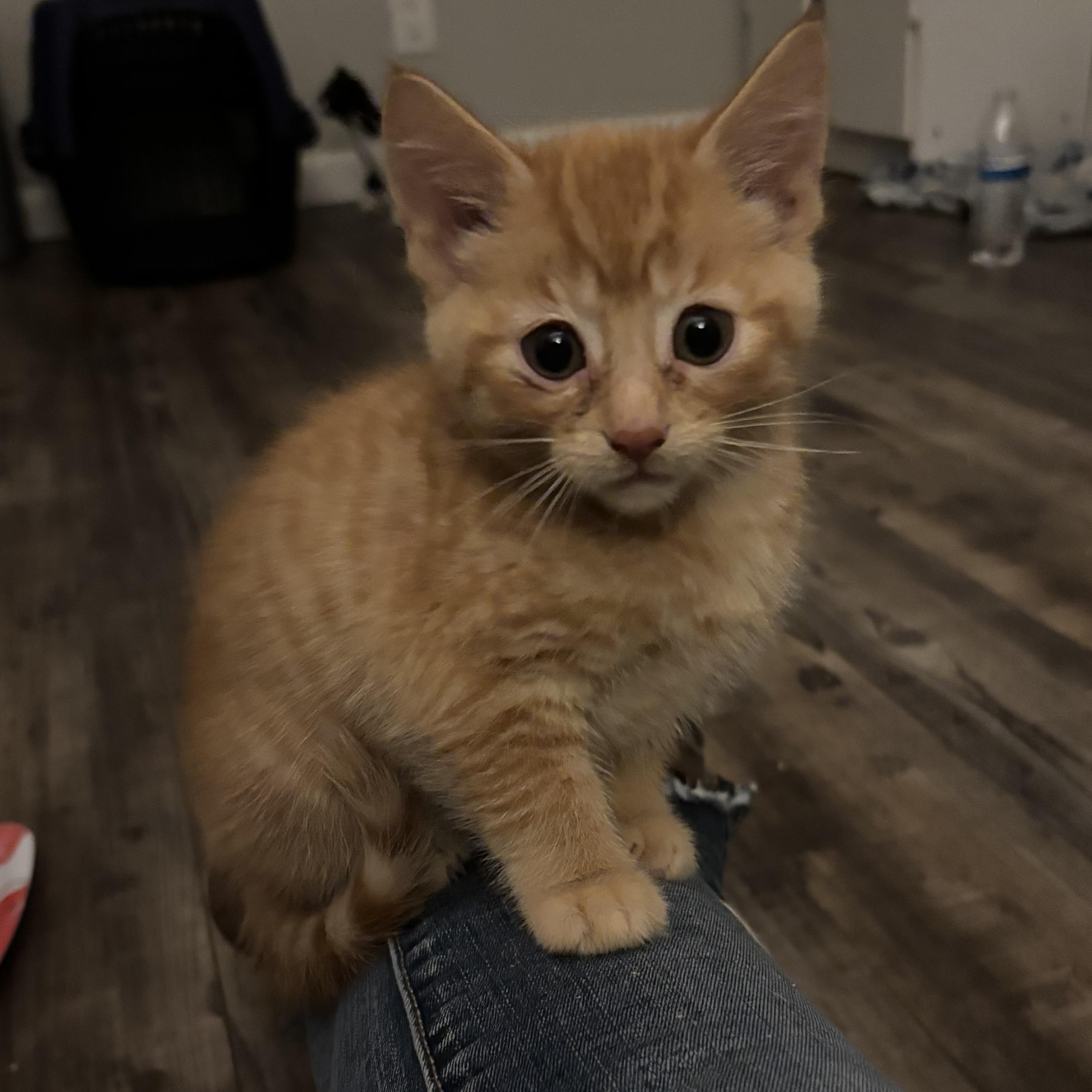 Enlarge Gremlin, an adopted Domestic Short Hair in Kirklin, IN image 5/6