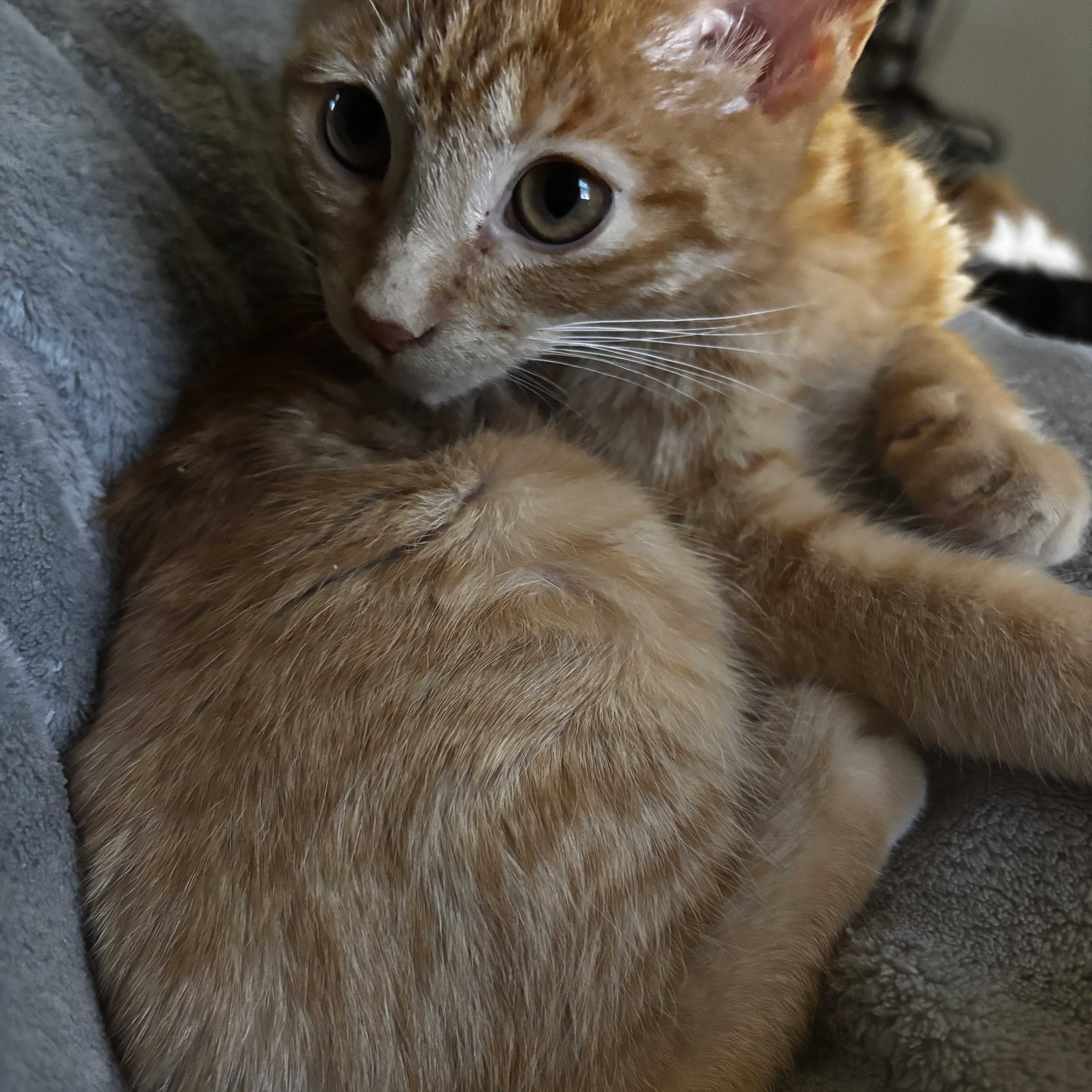 Enlarge Gremlin, an adopted Domestic Short Hair in Kirklin, IN image 6/6