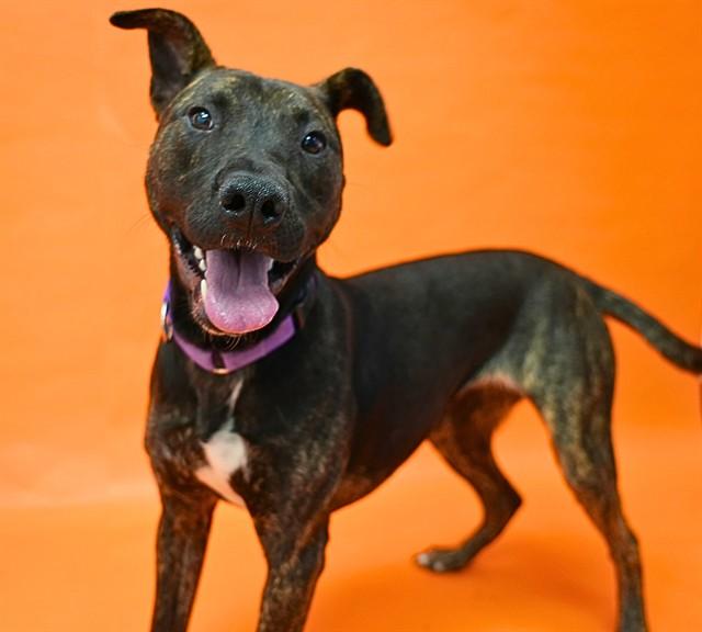 MOSHA - ON A DATE, Adoptable, Young Female Bull Terrier & Mixed Breed.