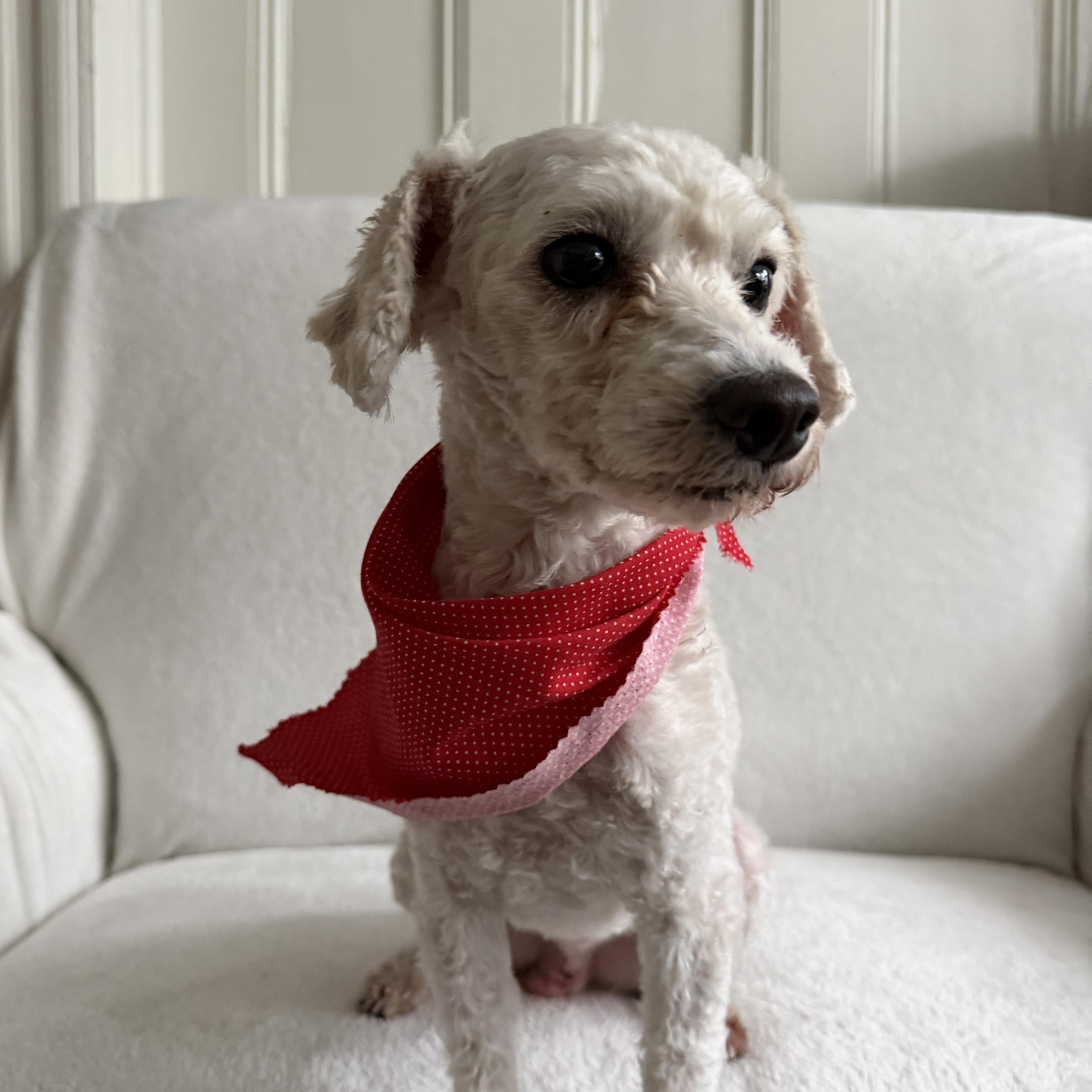 Enlarge Lucky, an adopted mixed breed in Newark, NJ image 1/4