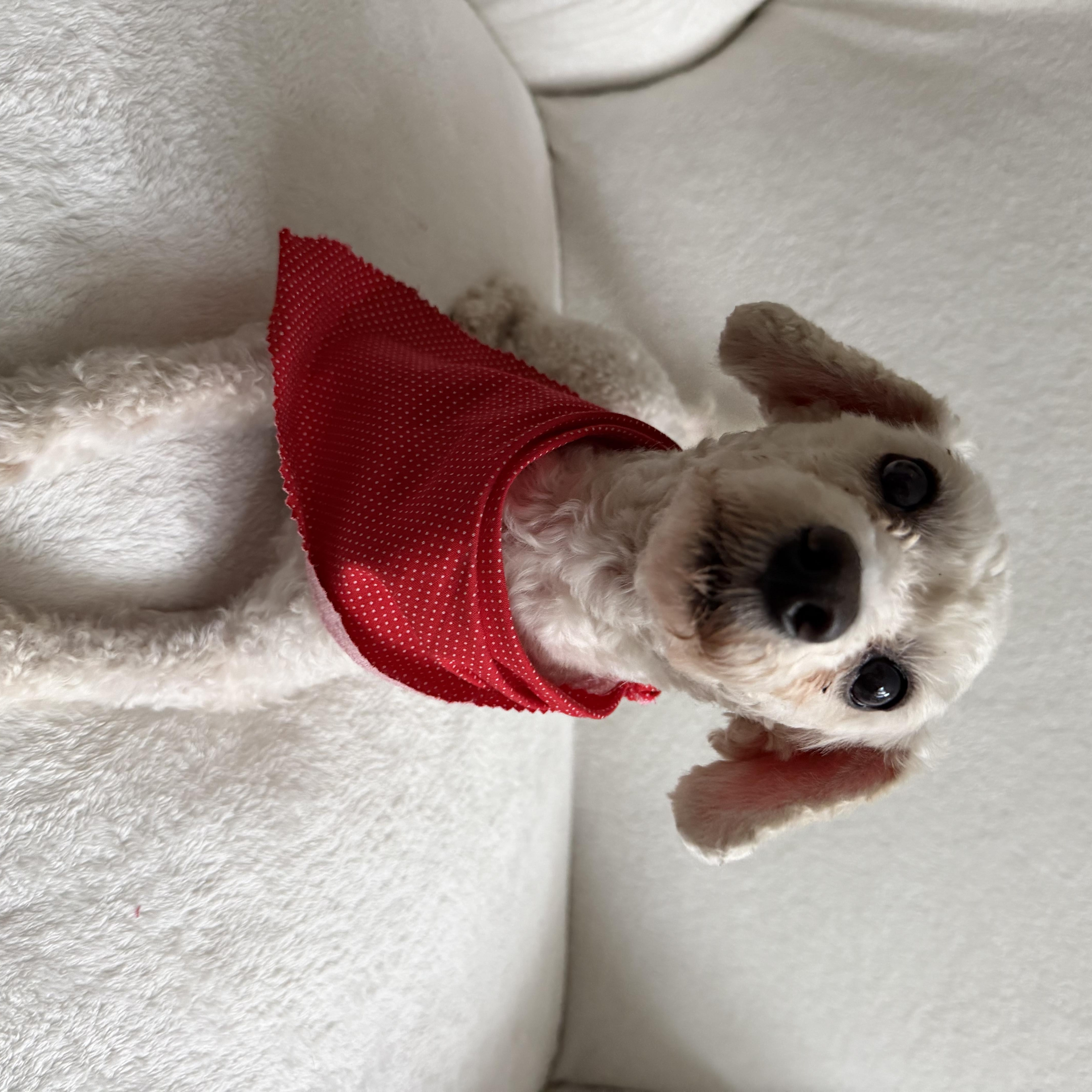 Enlarge Lucky, an adopted mixed breed in Newark, NJ image 2/4