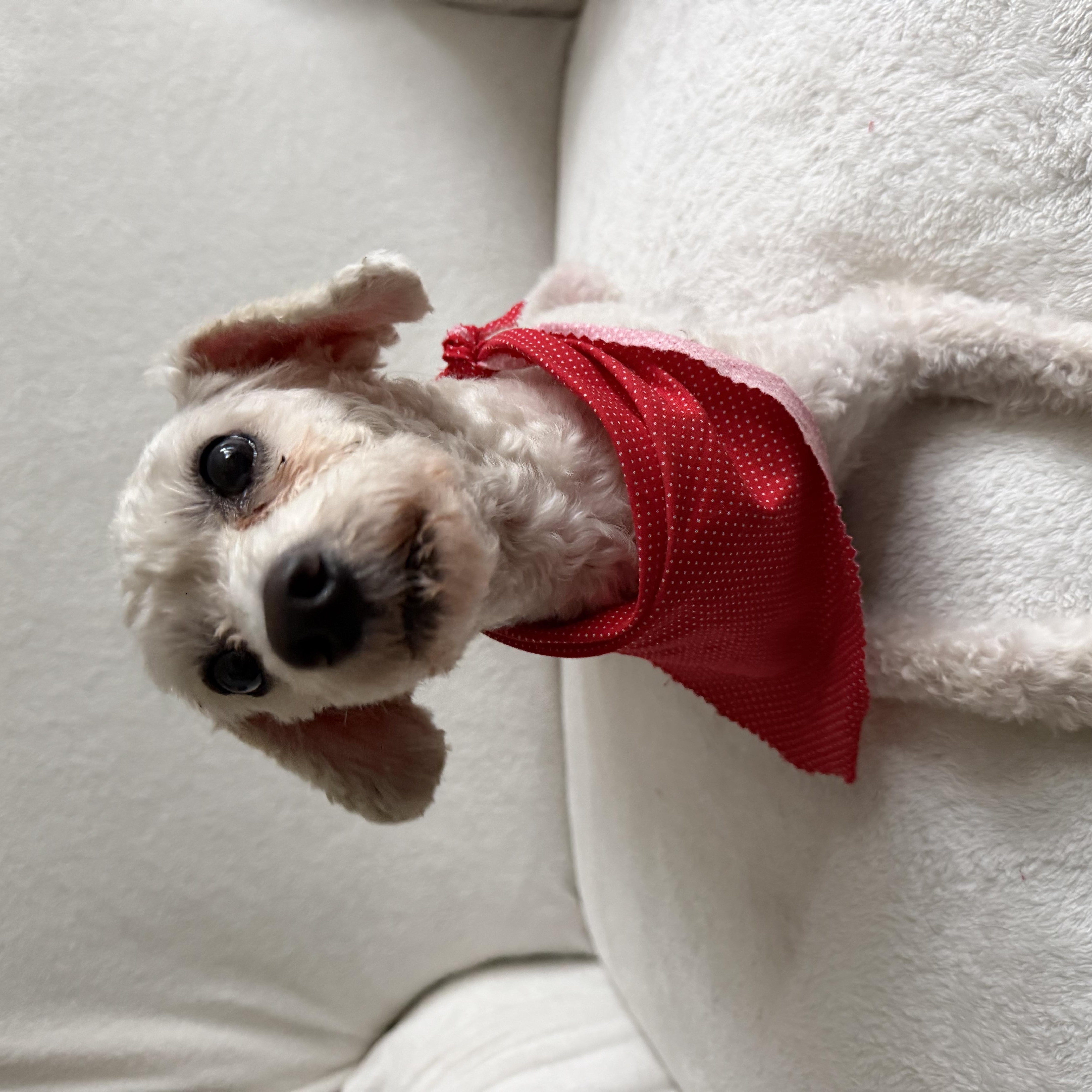 Enlarge Lucky, an adopted mixed breed in Newark, NJ image 3/4