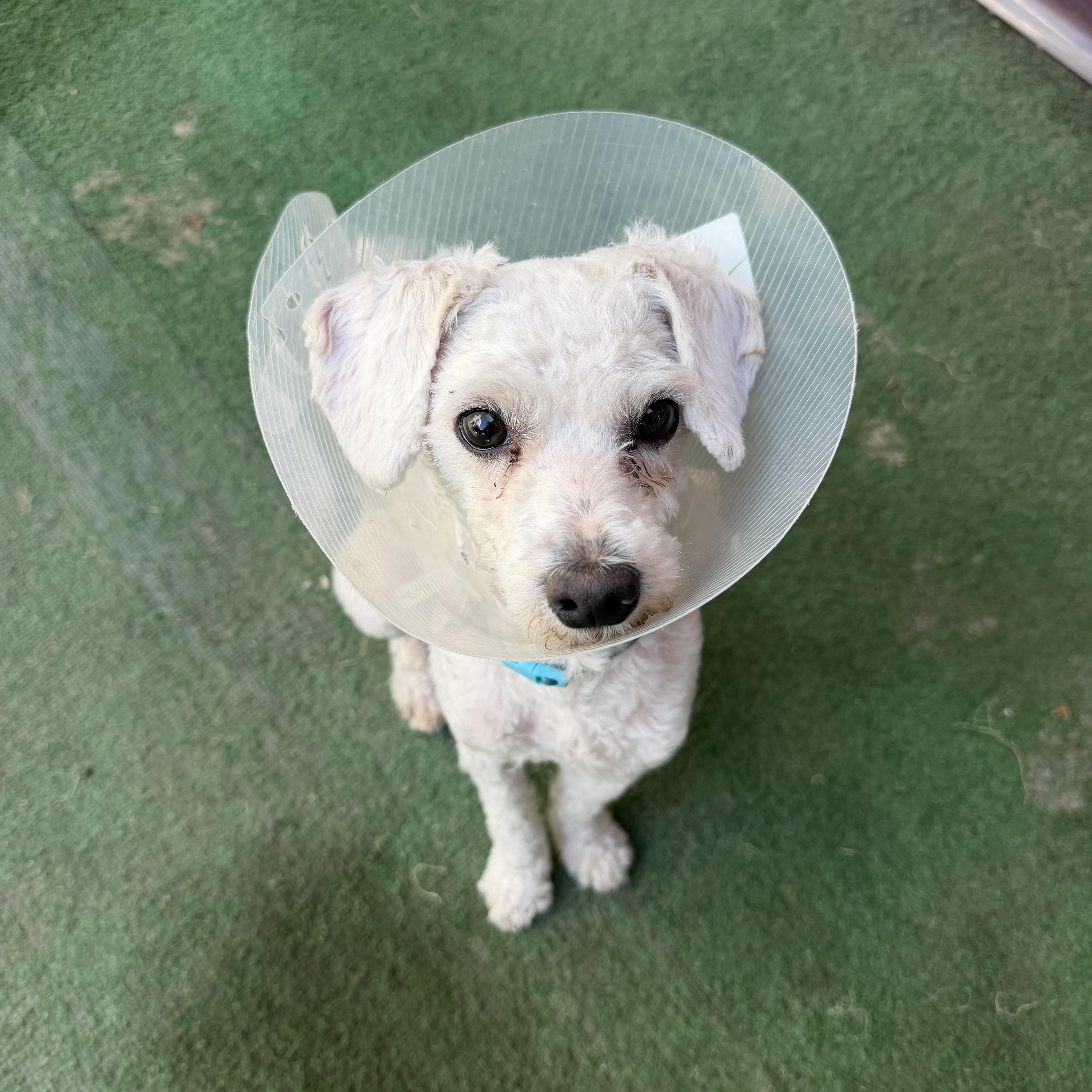 Enlarge Lucky, an adopted mixed breed in Newark, NJ image 4/4