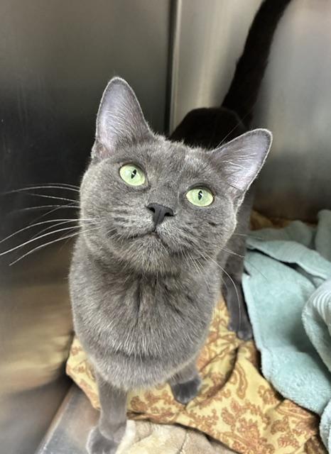 Enlarge Bubbles, an adopted Russian Blue in Canoga Park, CA image 3/3