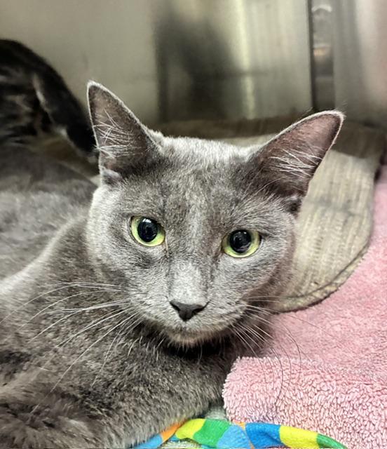 Bubbles, adopted, Young Female Russian Blue.