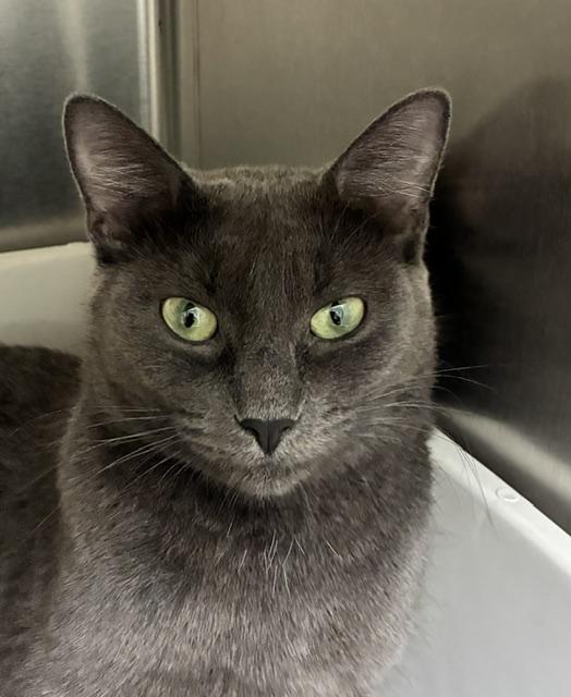 Enlarge Bubbles, an adopted Russian Blue in Canoga Park, CA image 2/3