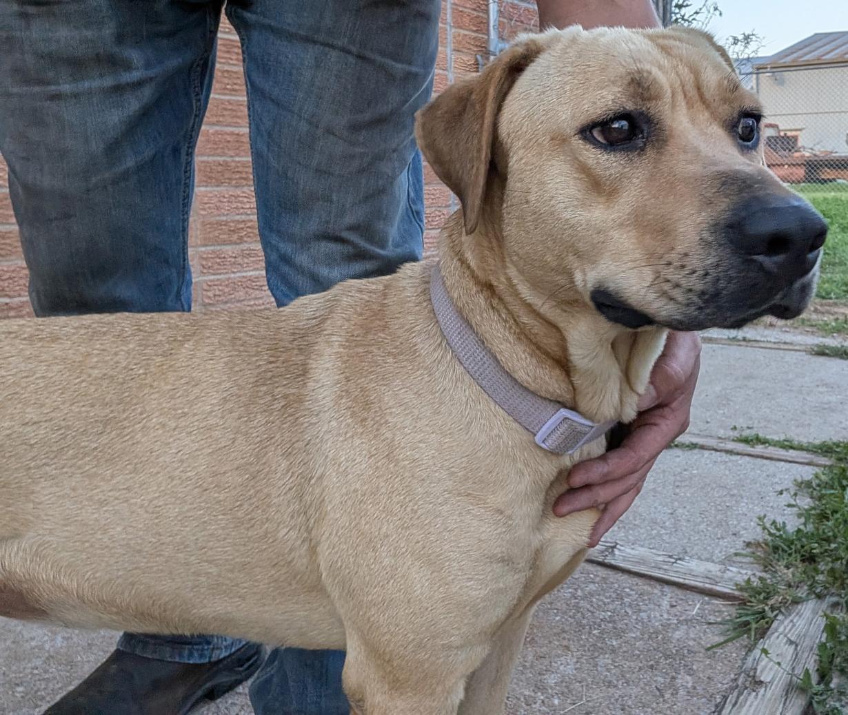 Enlarge Oakley, an adopted mixed breed in Norton, KS image 2/2