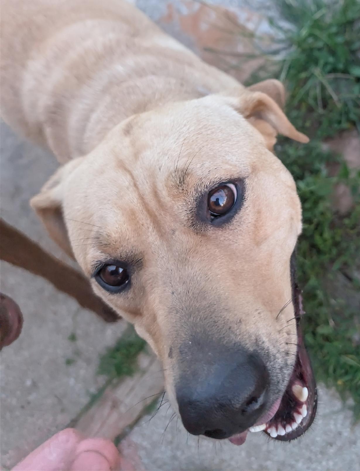 Enlarge Oakley, an adopted mixed breed in Norton, KS image 1/2