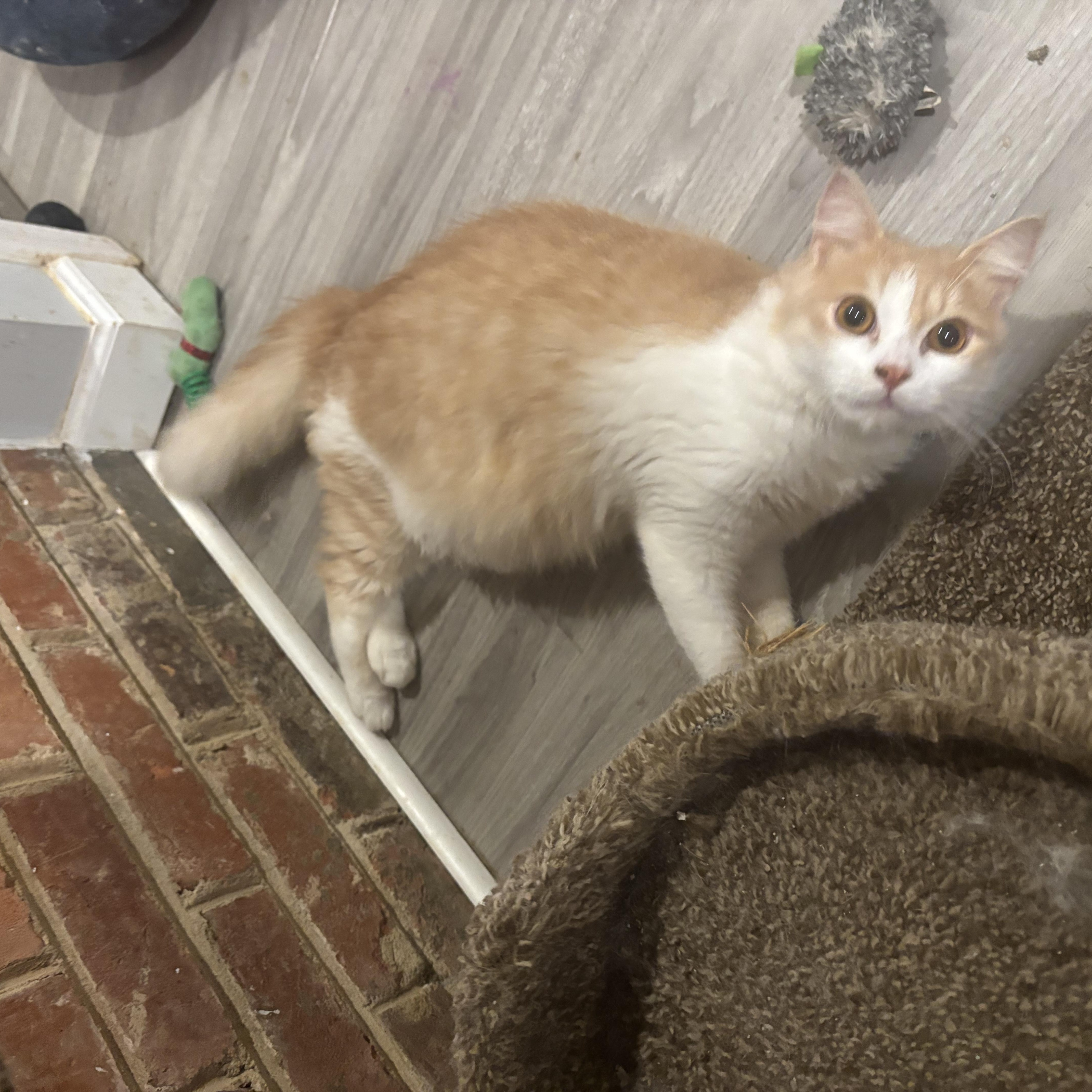 Enlarge Cane (medium hair, cats, dogs), a ADOPTABLE Domestic Medium Hair in Fairfax, VA image 3/3