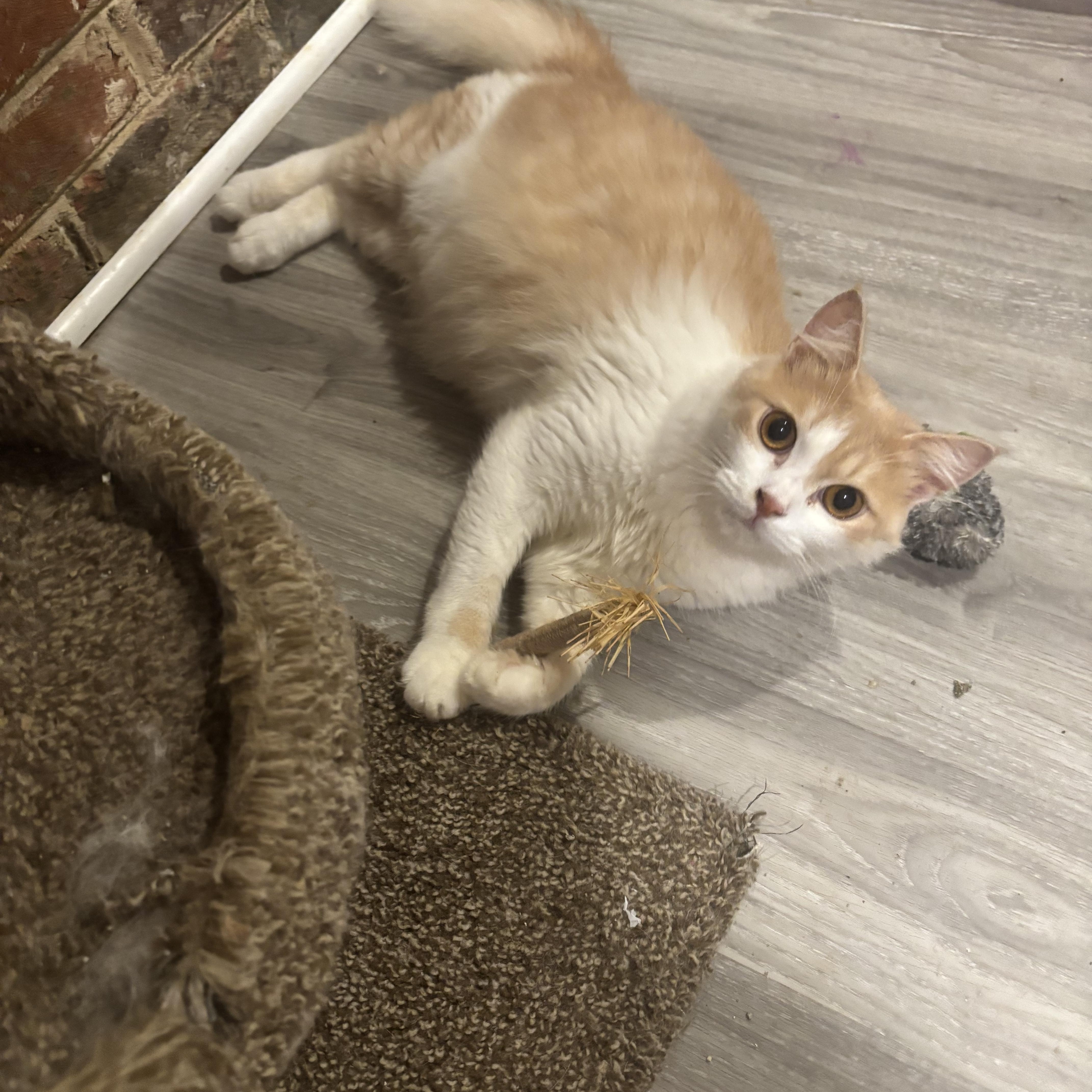 Enlarge Cane (medium hair, cats, dogs), a ADOPTABLE Domestic Medium Hair in Fairfax, VA image 2/3