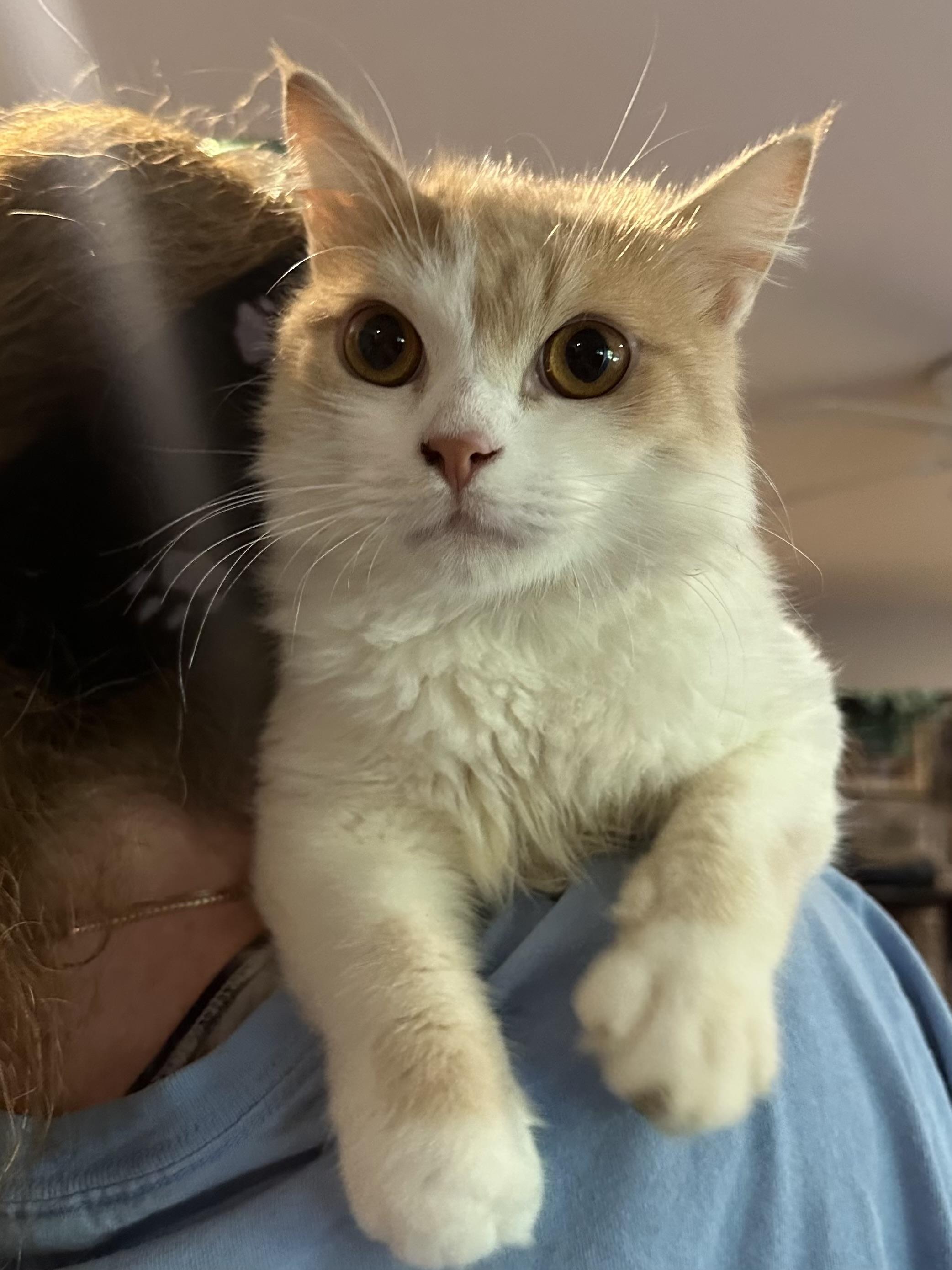 Cane (medium hair, cats, dogs), ADOPTABLE, Young Male Domestic Medium Hair.