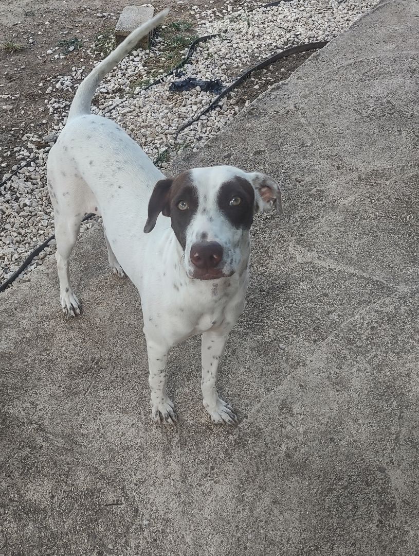 Molly, Adoptable, Adult Female Mixed Breed.