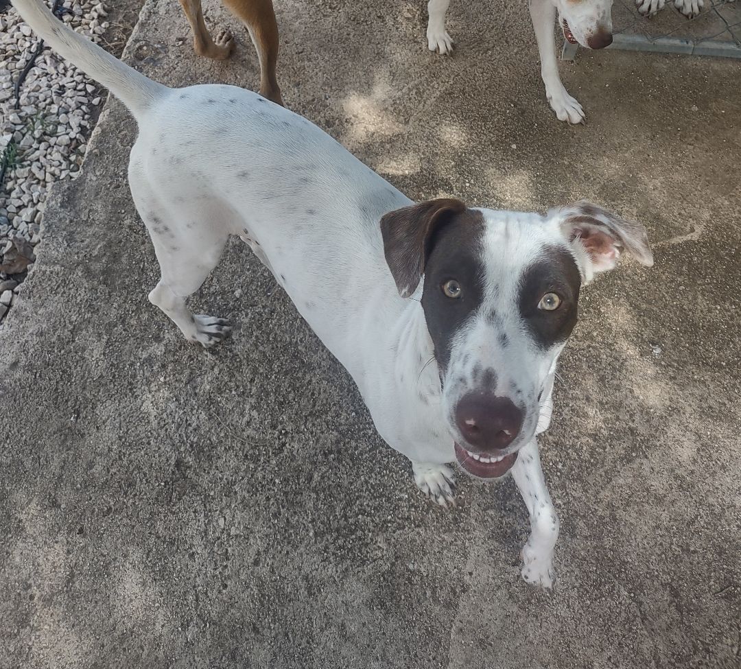 Enlarge Molly, a Adoptable mixed breed in Guayama, PR image 2/2
