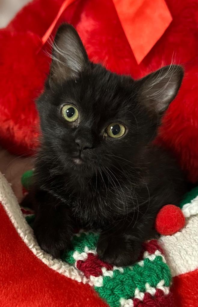 10/16/25 - Jill, Adoptable, Kitten Female Domestic Medium Hair.