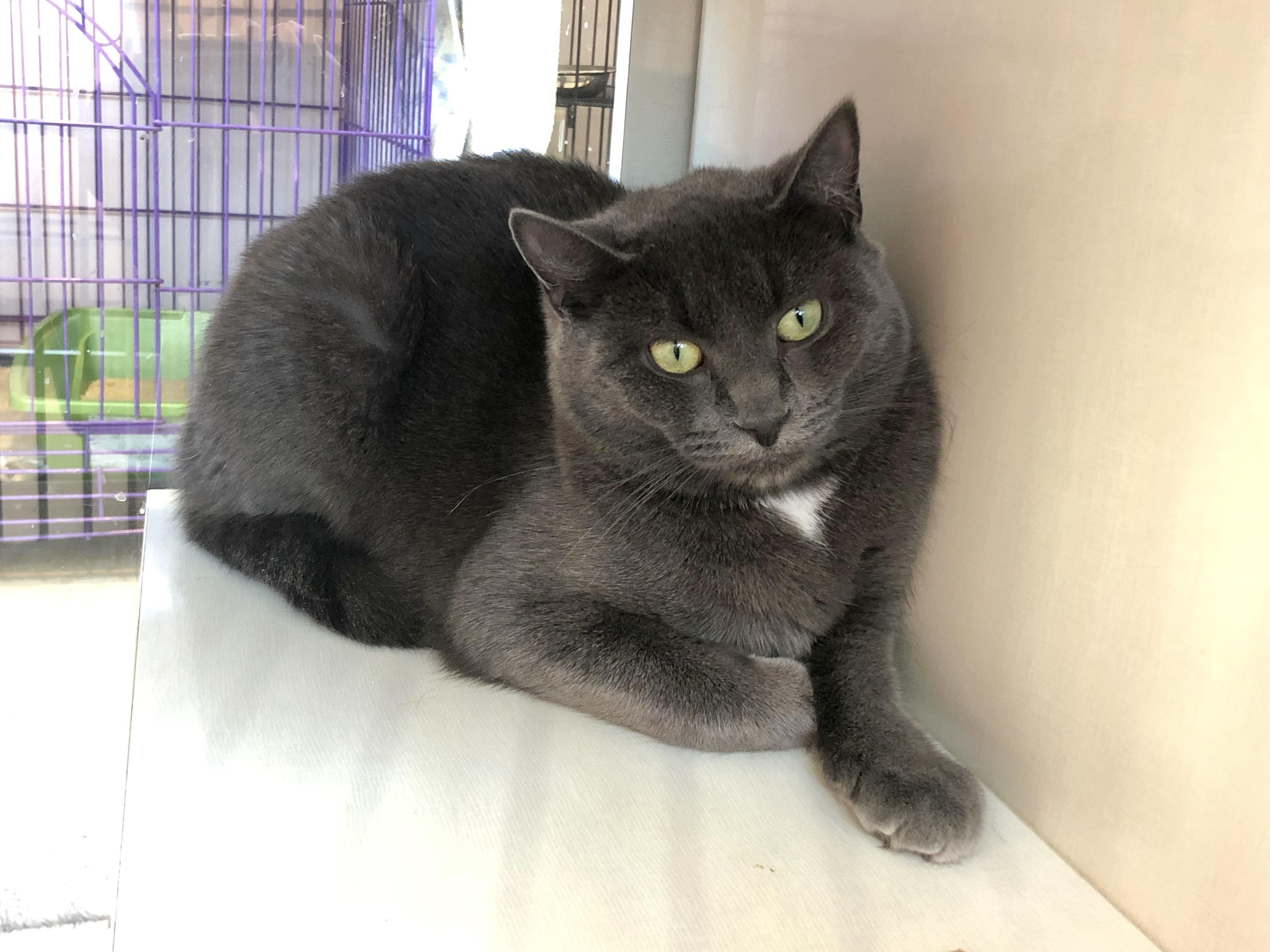 Esmerelda, ADOPTABLE, Adult Female Domestic Short Hair.