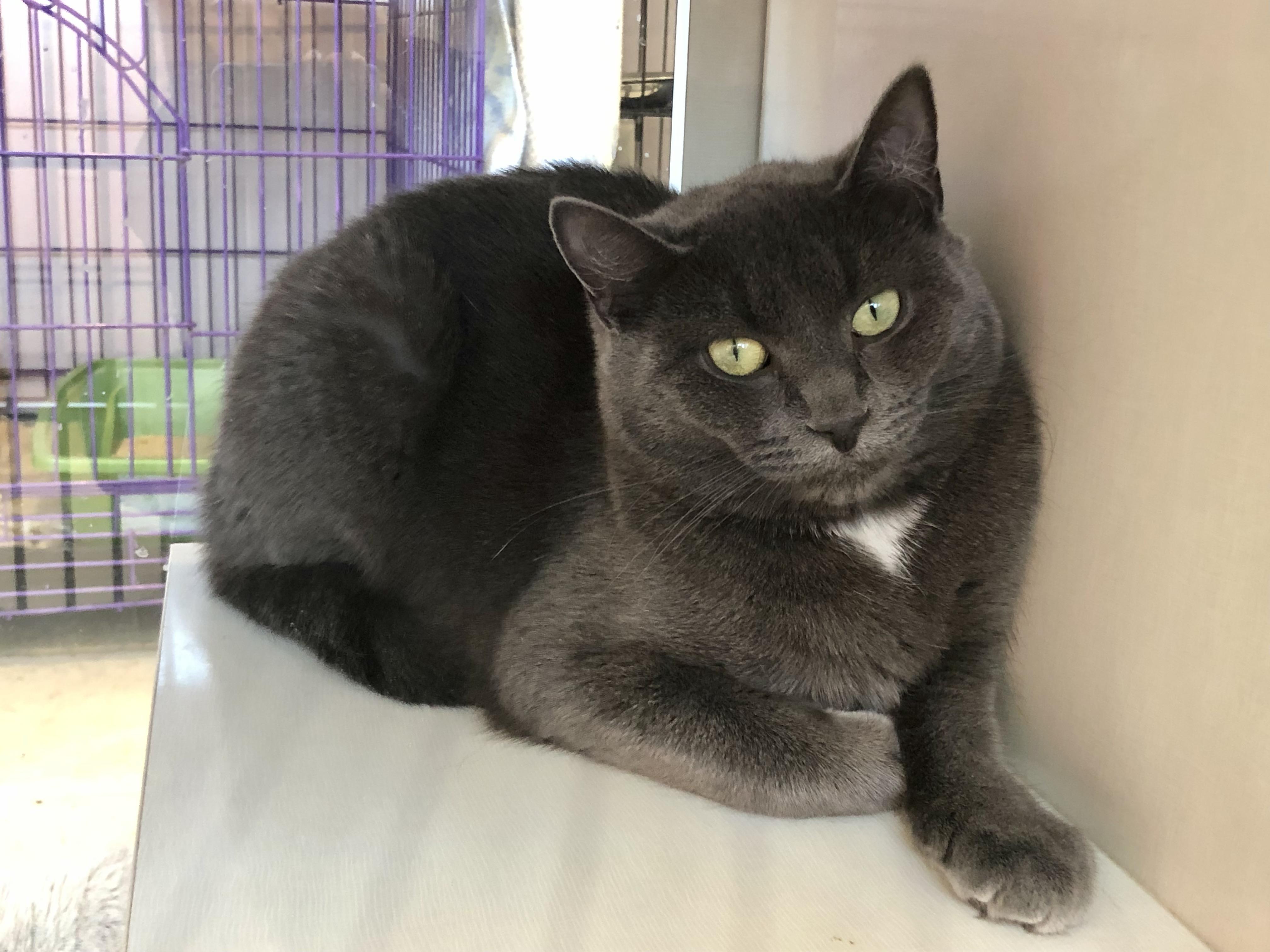 Enlarge Esmerelda, a ADOPTABLE Domestic Short Hair in Salisbury, MA image 4/5