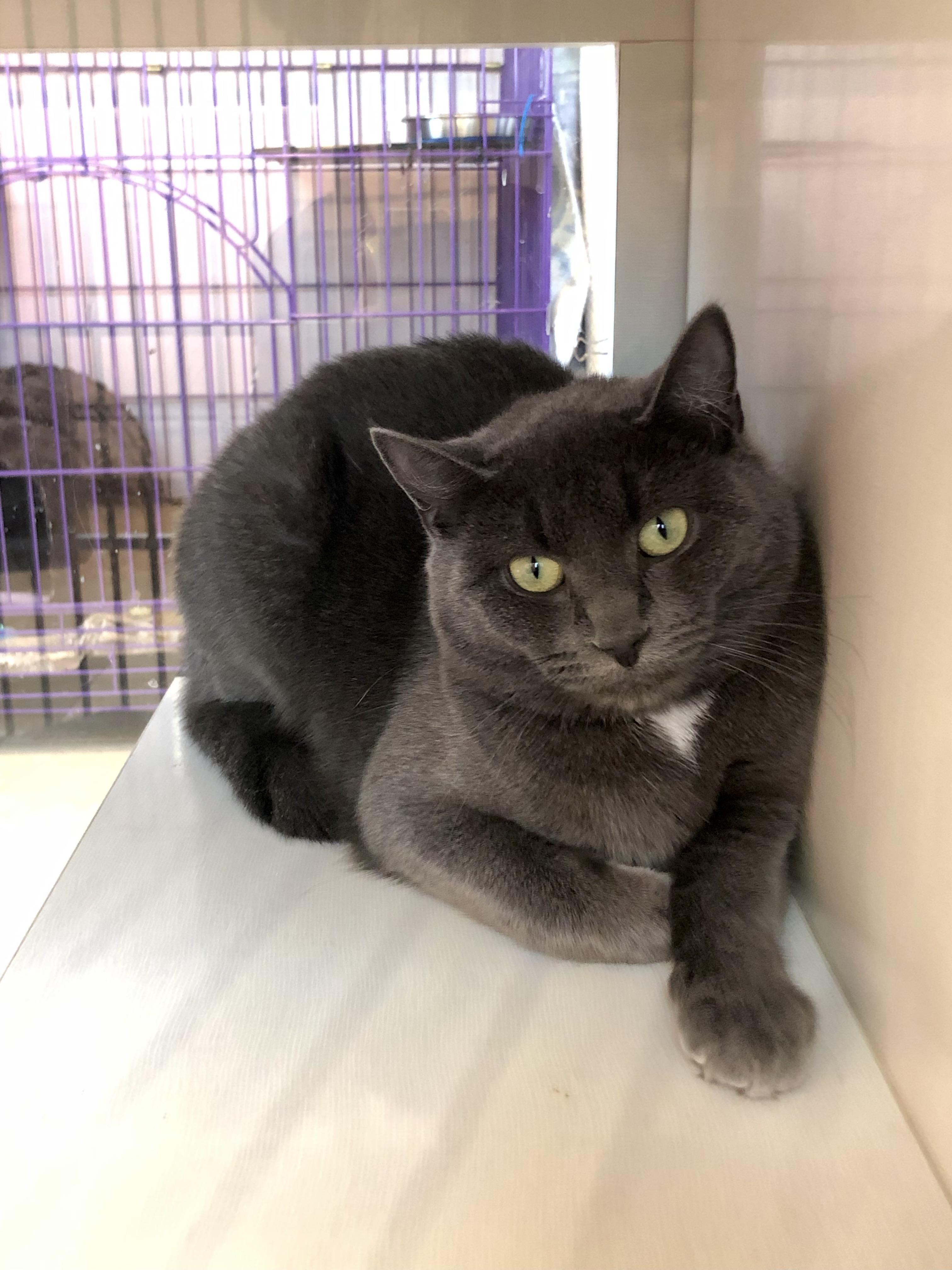 Enlarge Esmerelda, a ADOPTABLE Domestic Short Hair in Salisbury, MA image 3/5