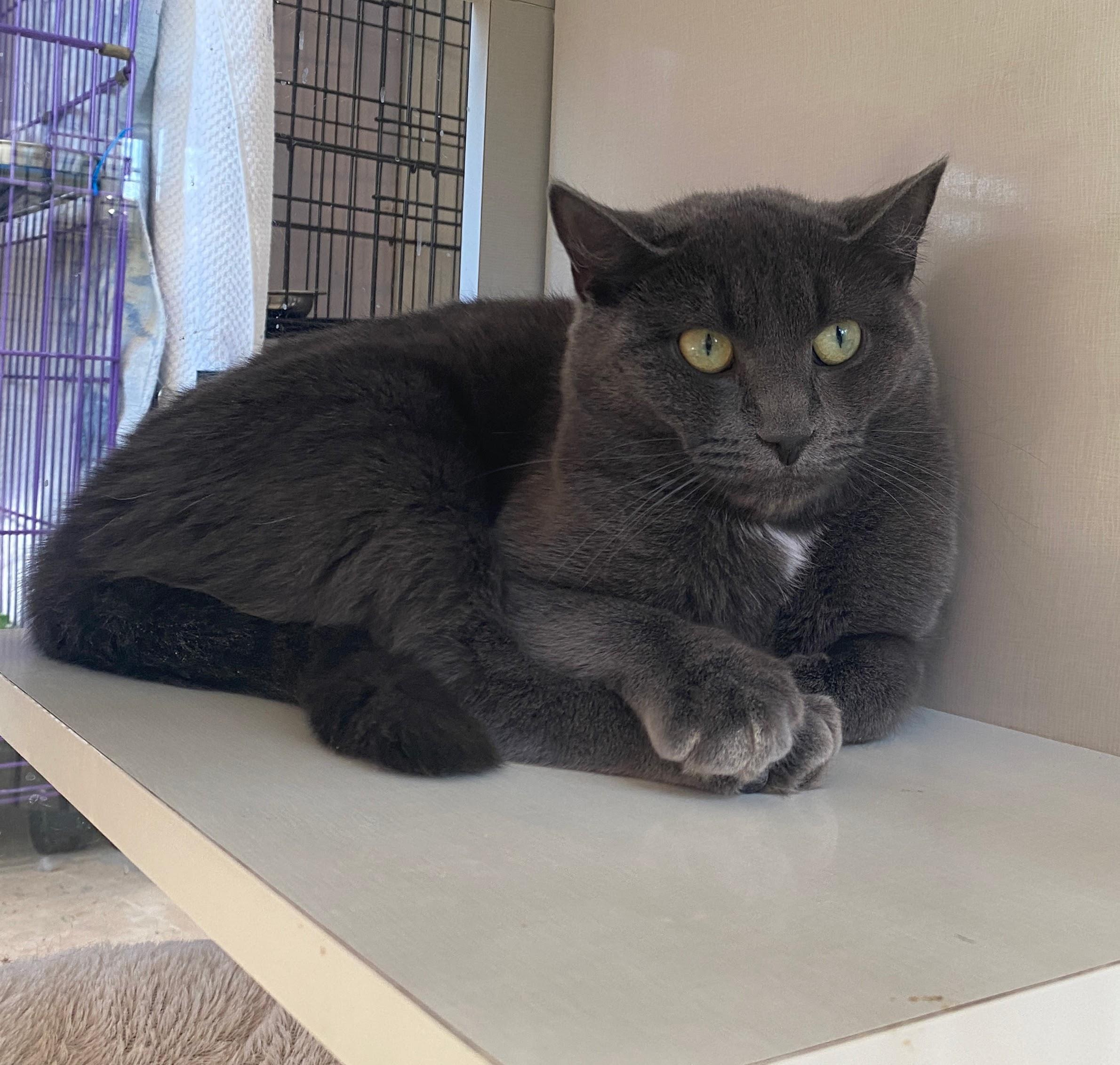 Enlarge Esmerelda, an adopted Domestic Short Hair in Salisbury, MA image 1/6