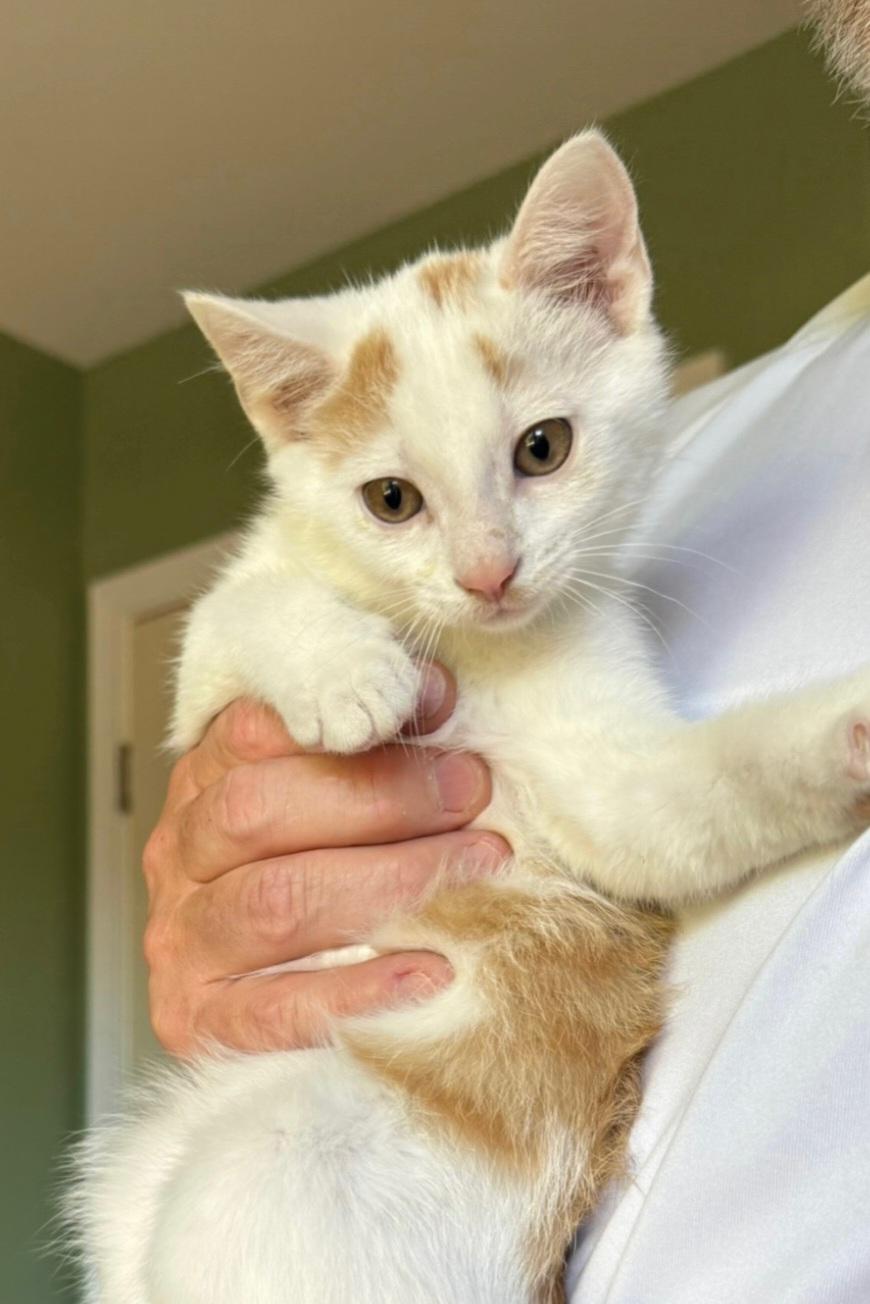 Creamsicle, Adoptable, Kitten Male Domestic Short Hair.