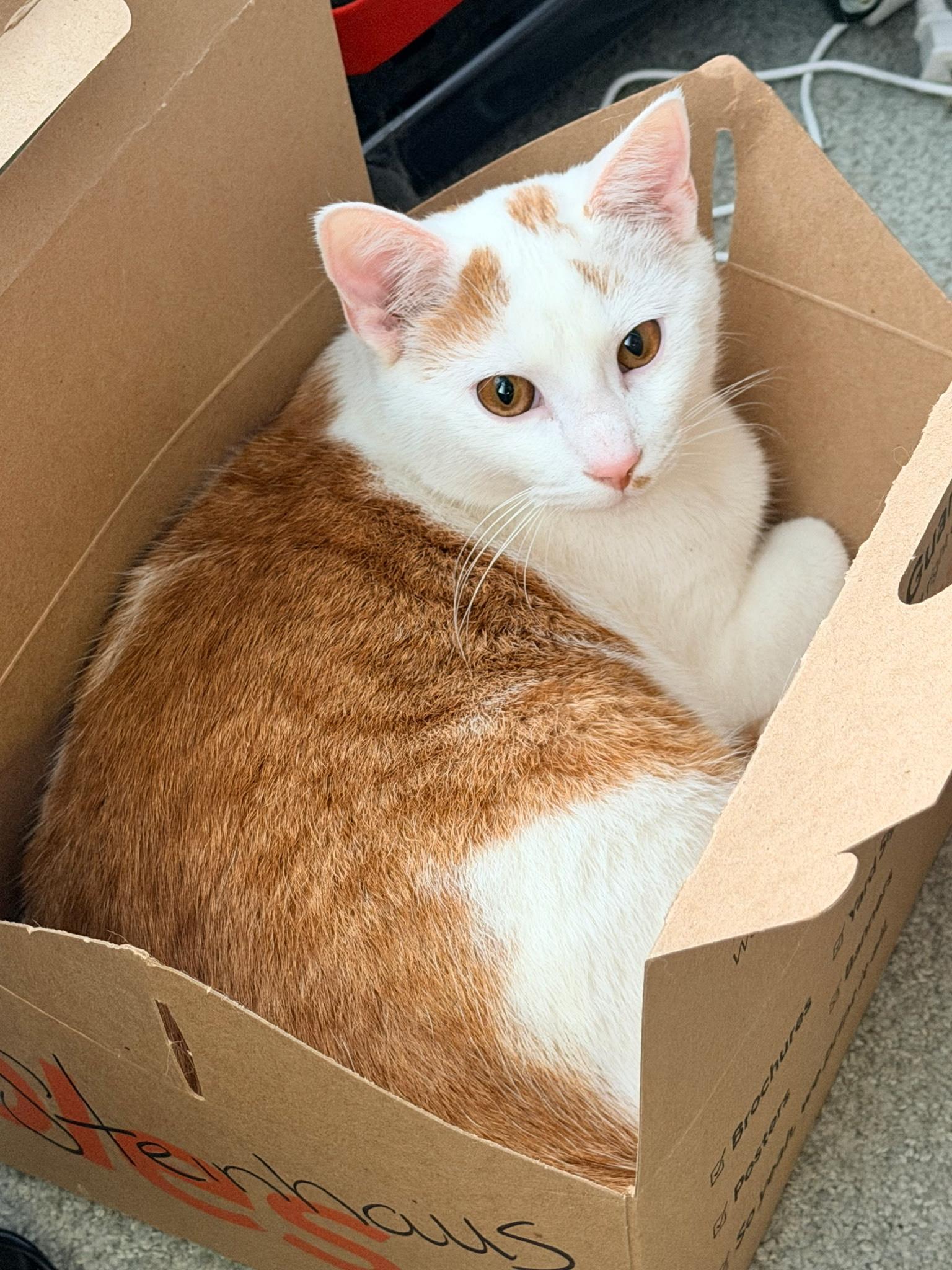 Enlarge Creamsicle, a Adoptable Domestic Short Hair in Rochester Hills, MI image 2/4