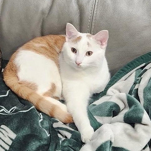 Creamsicle, Adoptable, Kitten Male Domestic Short Hair.