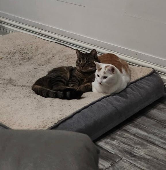 Enlarge Creamsicle, a Adoptable Domestic Short Hair in Rochester Hills, MI image 4/4