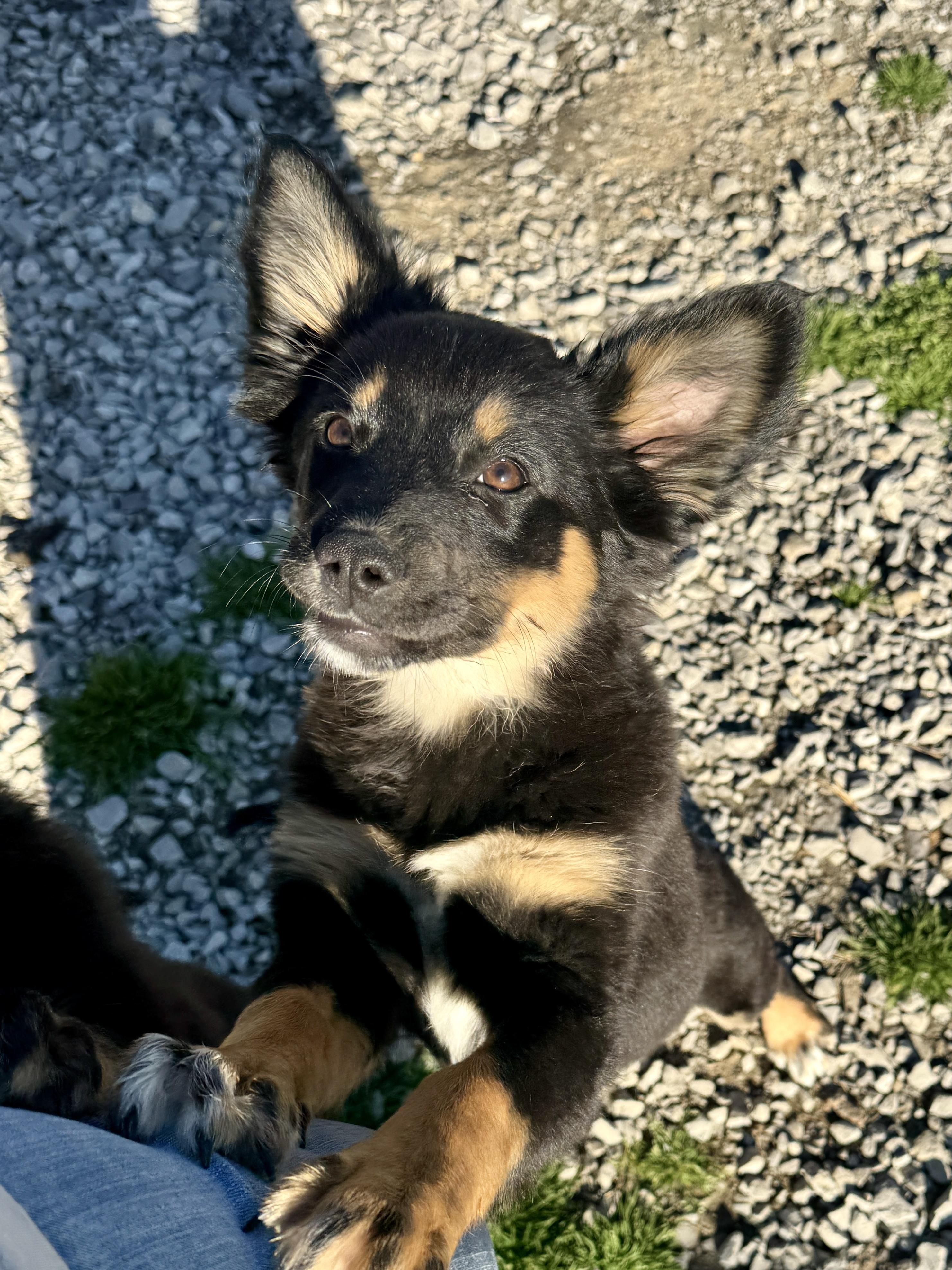 Abby, ADOPTABLE, Puppy Female Australian Shepherd & Australian Cattle Dog / Blue Heeler.