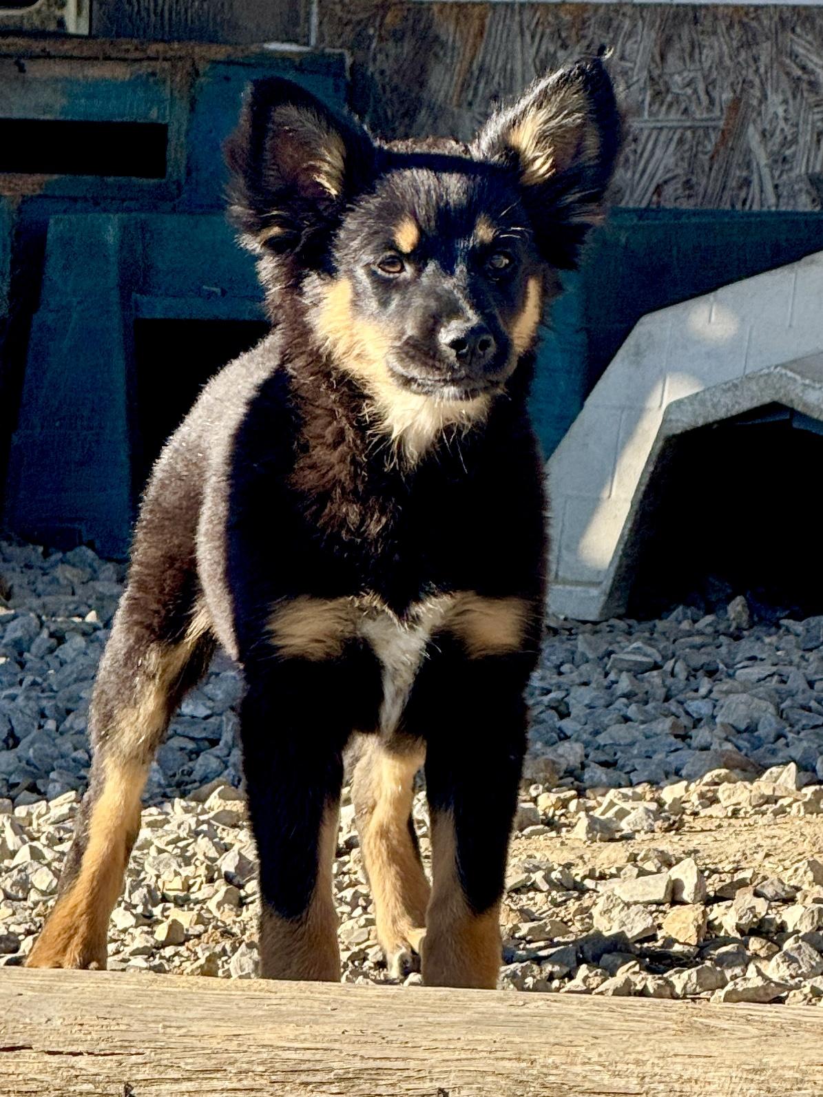 Enlarge Abby, a ADOPTABLE mixed breed in Hartford, KY image 3/3
