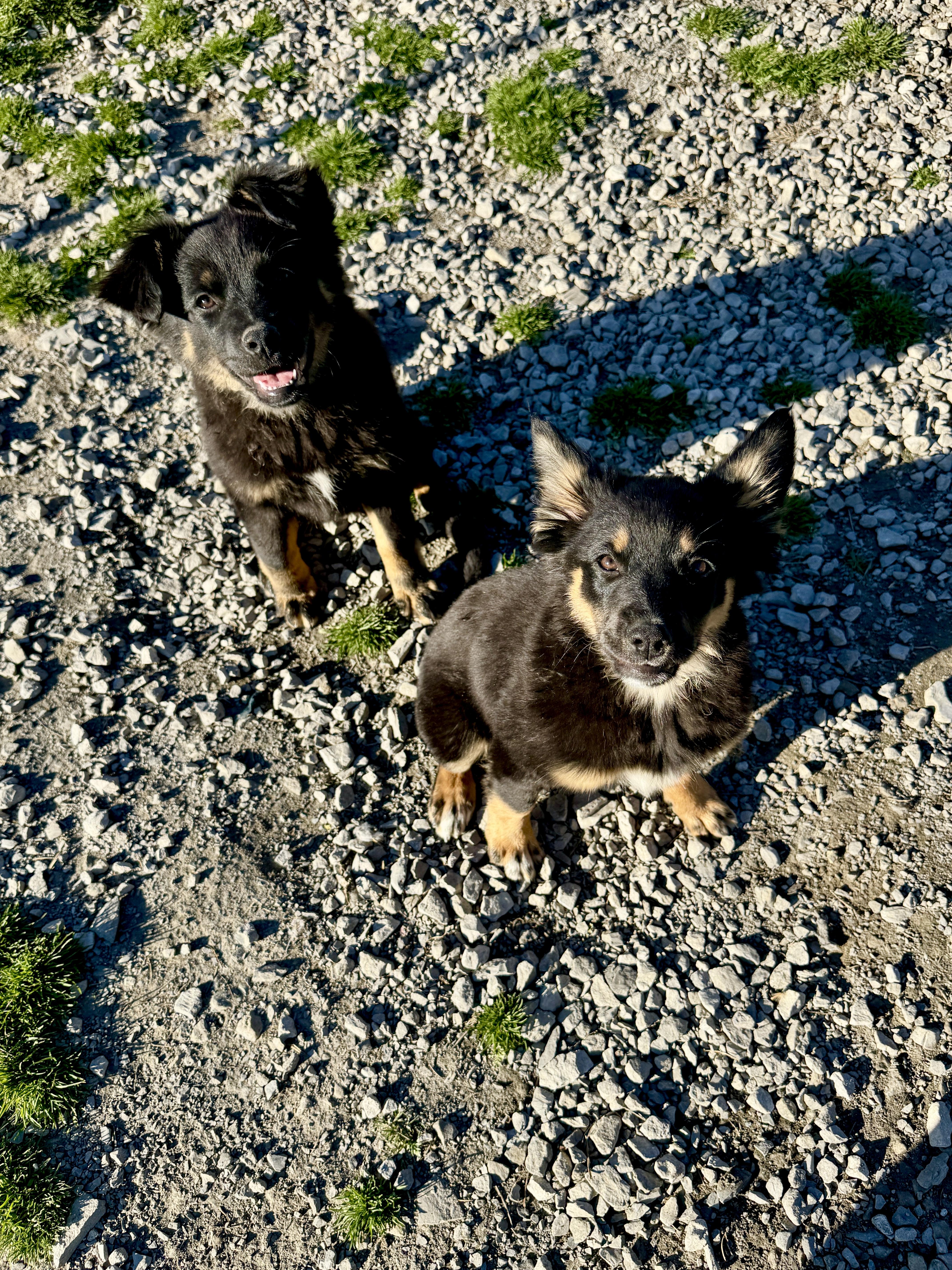 Enlarge Abby, a ADOPTABLE mixed breed in Hartford, KY image 2/3