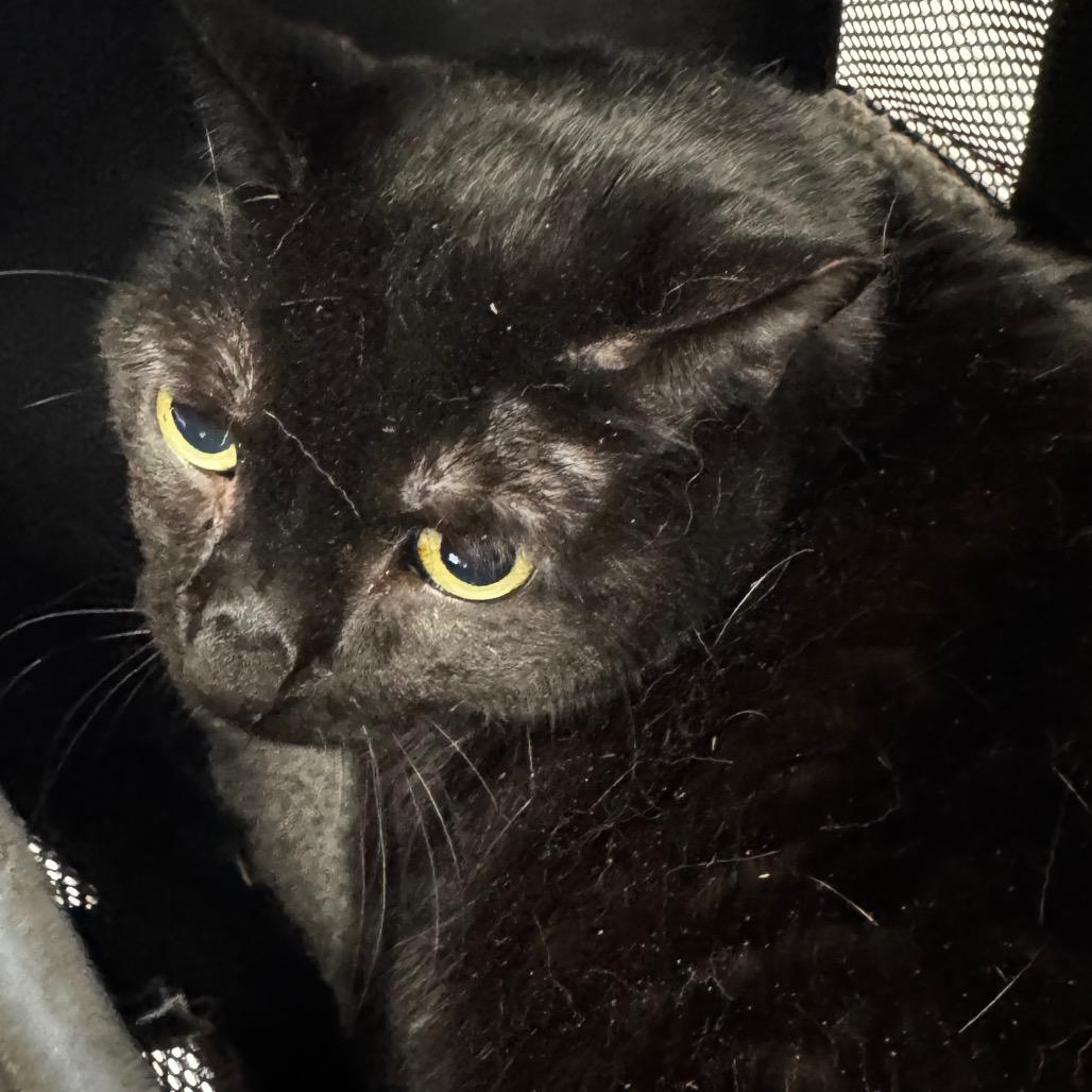 Midnight Grace, Adoptable, Senior Female Domestic Short Hair.