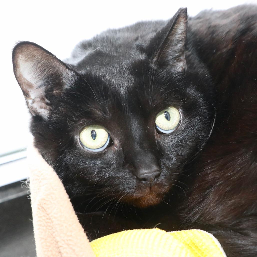 Enlarge Midnight Grace, a Adoptable Domestic Short Hair in Allentown, PA image 2/2