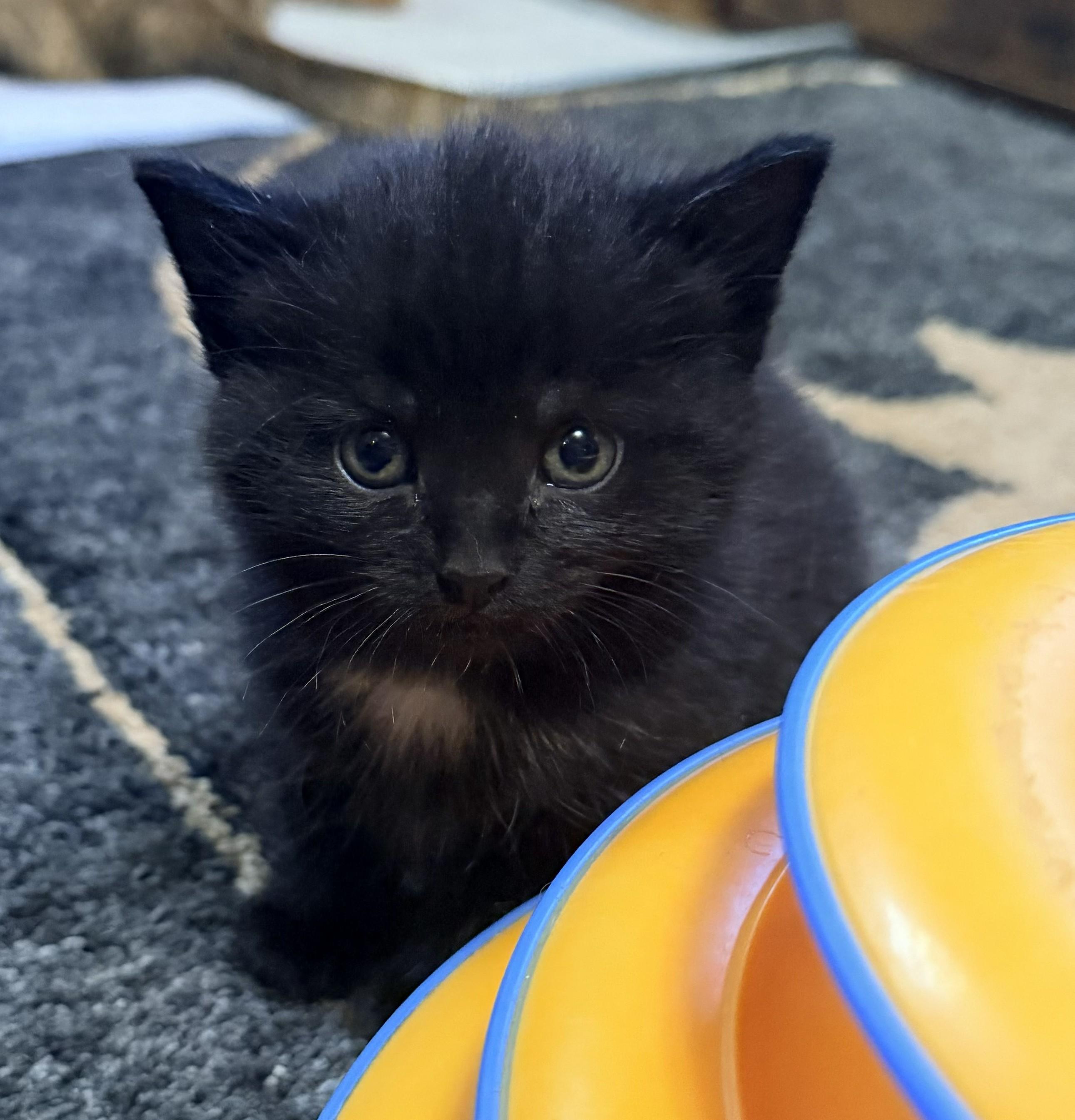 Enlarge Inky, a ADOPTABLE Domestic Medium Hair in Aylett, VA image 2/3