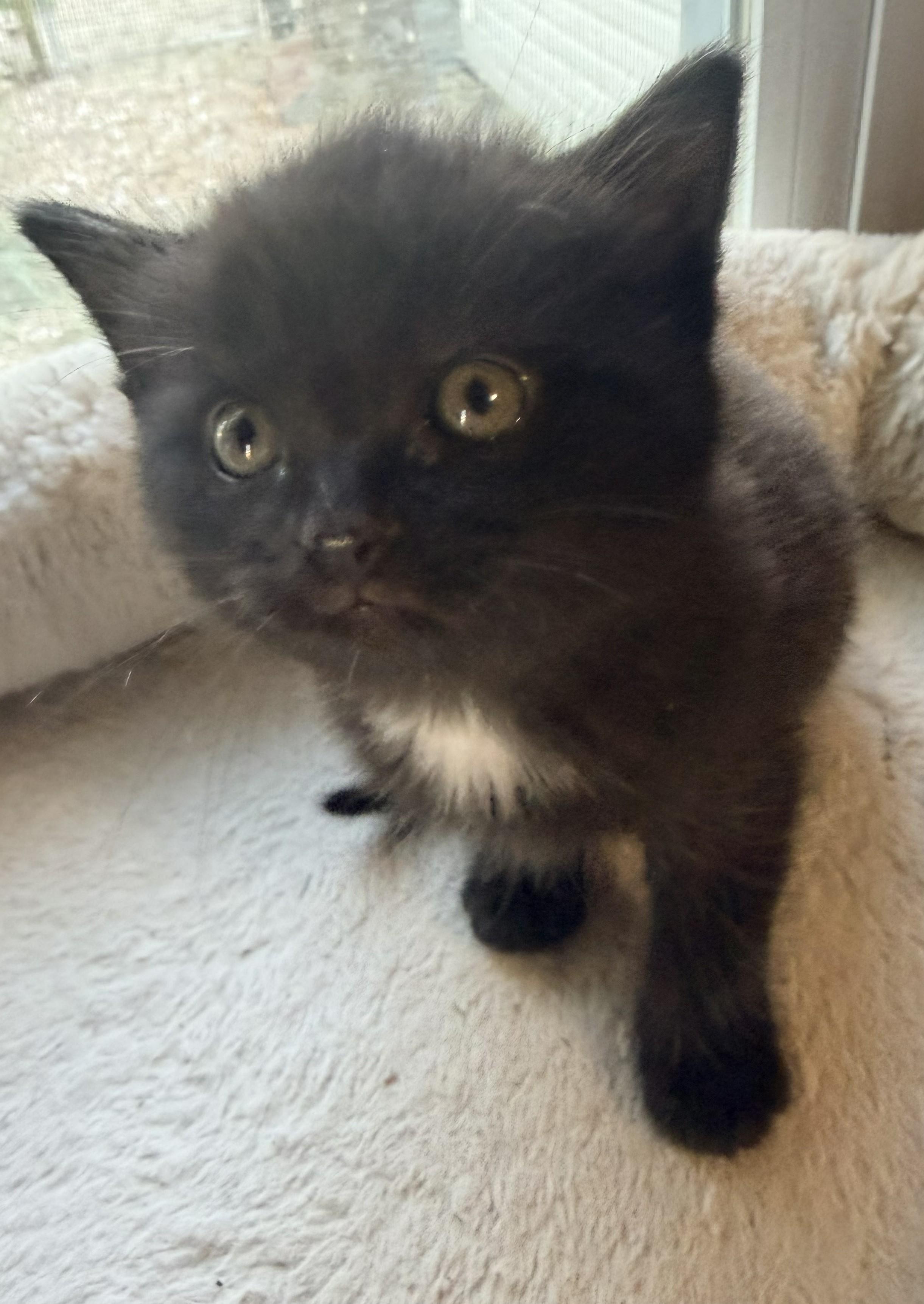 Inky, ADOPTABLE, Kitten Female Domestic Medium Hair.