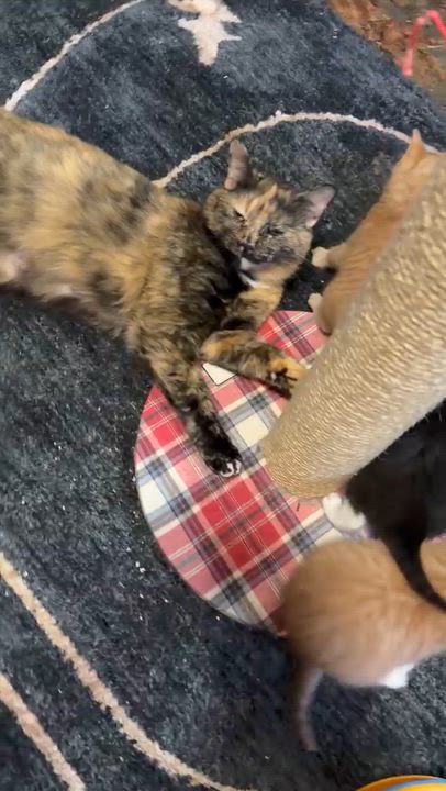 Enlarge Inky, a ADOPTABLE Domestic Medium Hair in Aylett, VA video 3/3