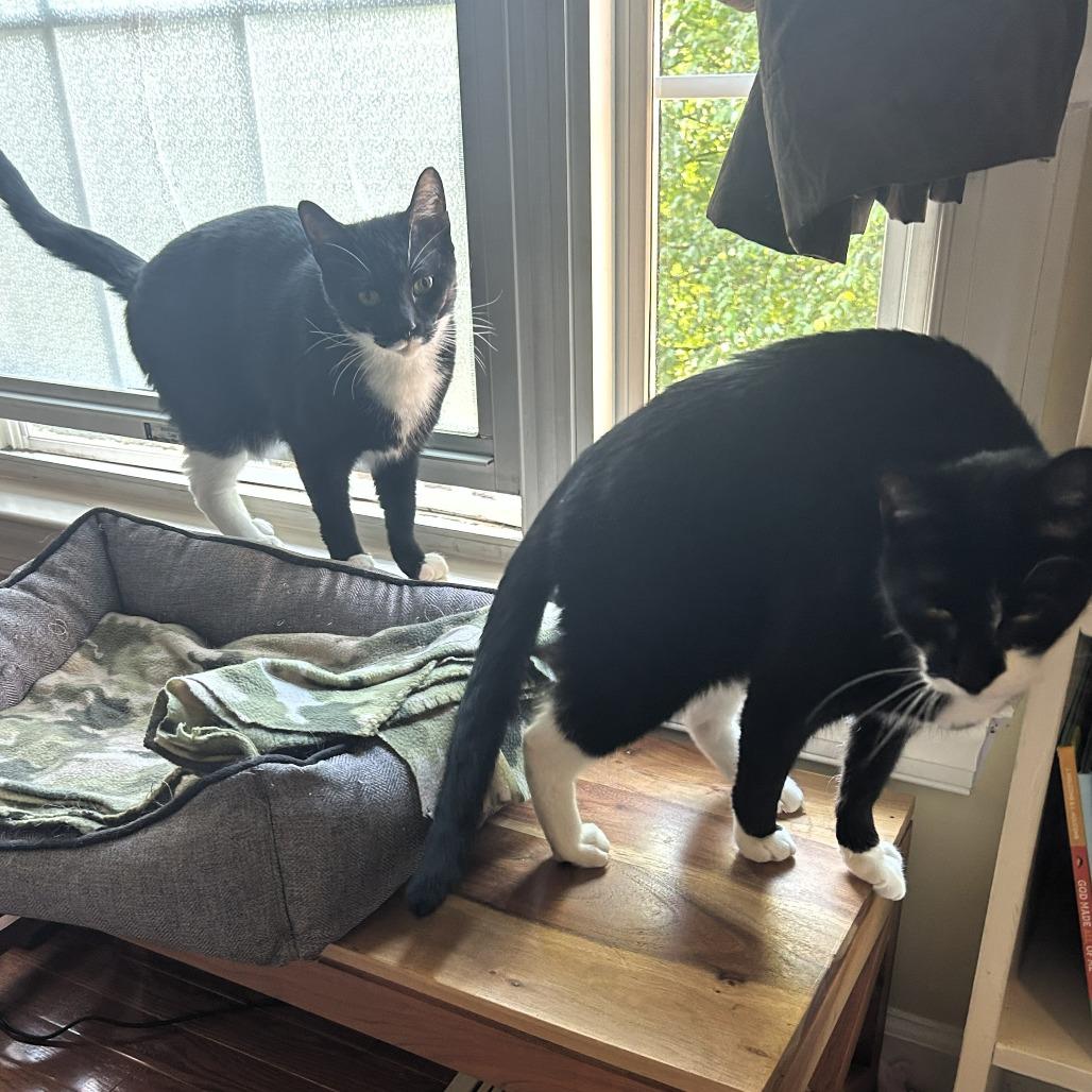 Milo — thumbnail 2