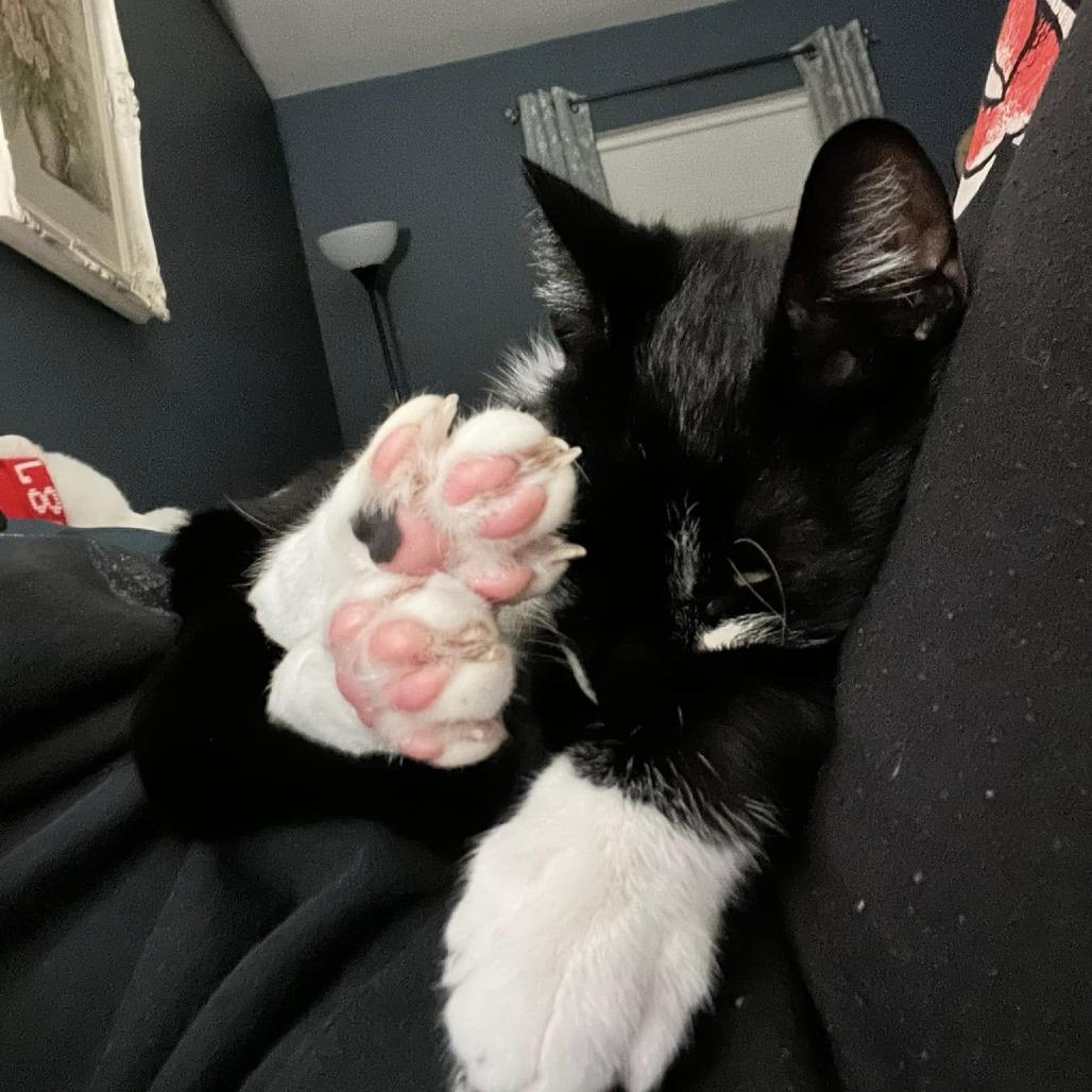 Milo — thumbnail 3