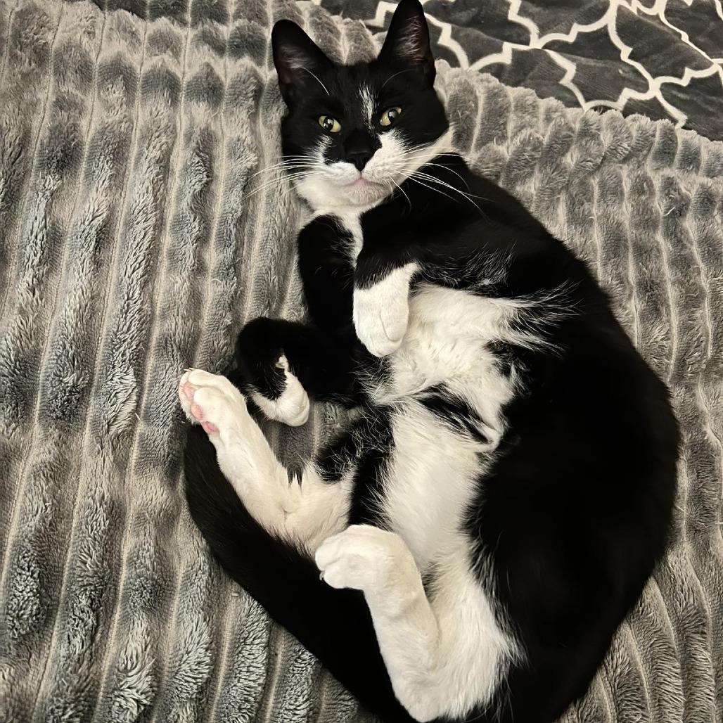 Milo — thumbnail 4