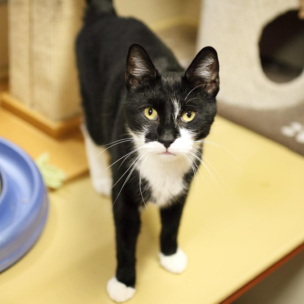 Milo — thumbnail 6