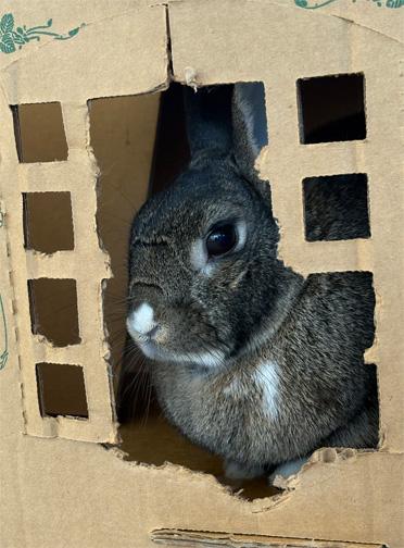 AGATHA, a Adoptable mixed breed in San Clemente, CA image 1/4