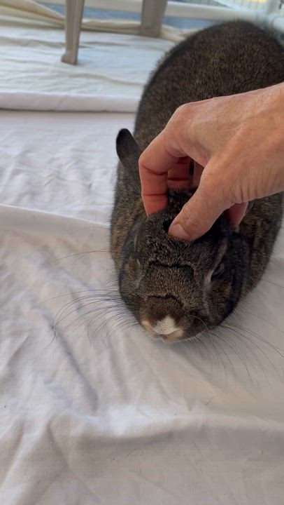 Enlarge AGATHA, a Adoptable mixed breed in San Clemente, CA video 4/4