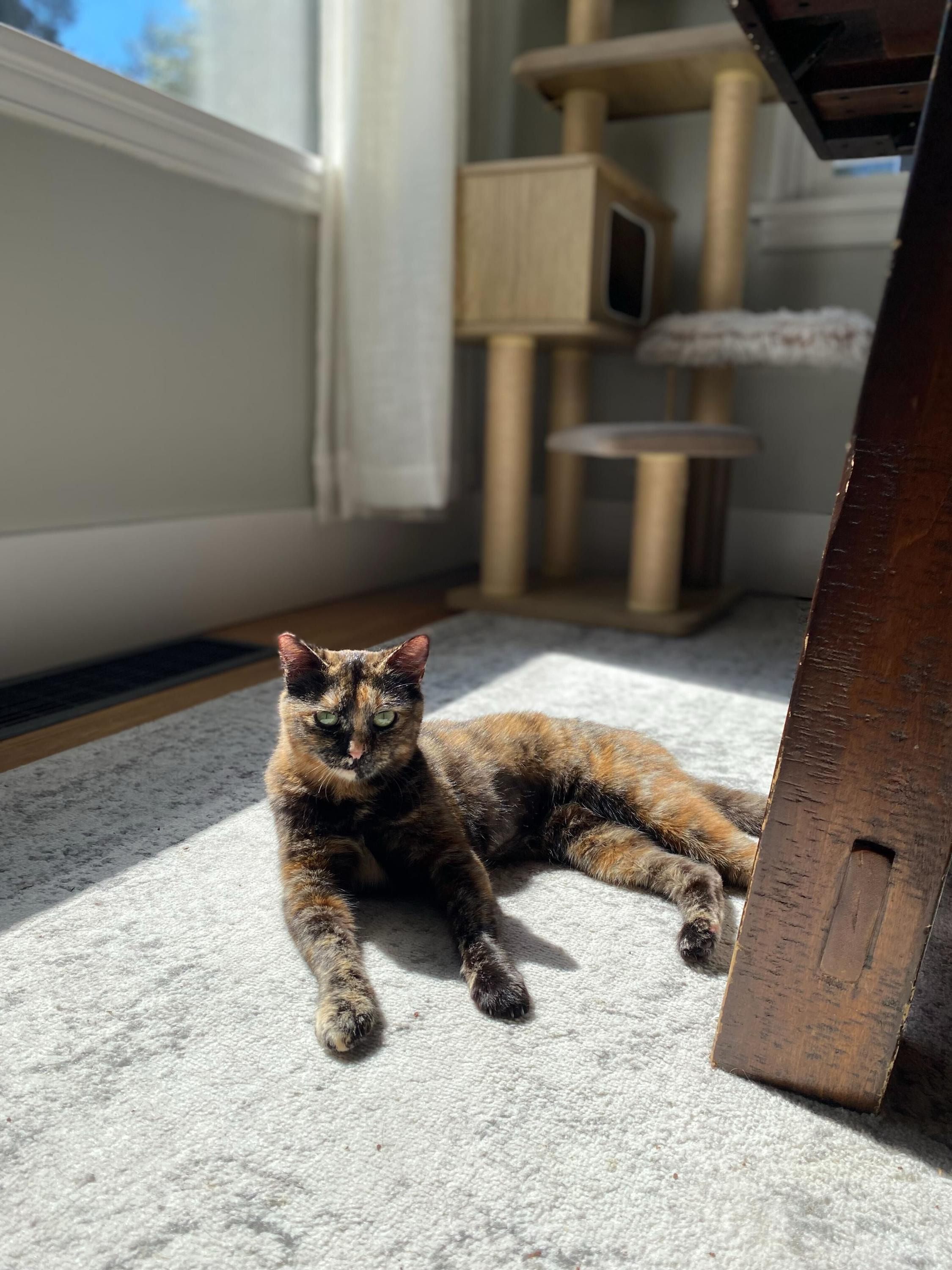 Enlarge Tina and Louise, an adopted Domestic Short Hair in Seattle, WA image 4/6