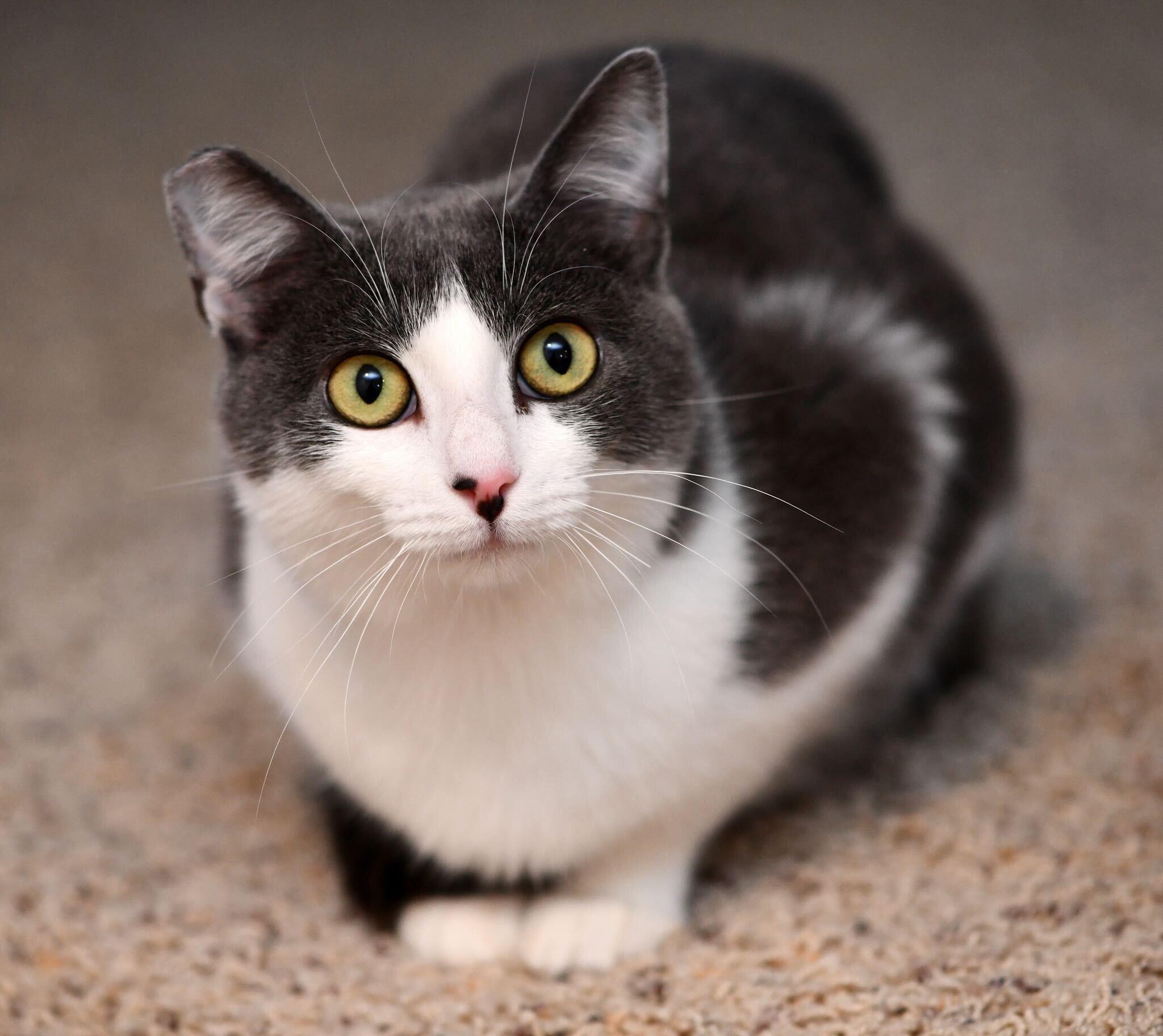 Enlarge Tina and Louise, an adopted Domestic Short Hair in Seattle, WA image 3/6