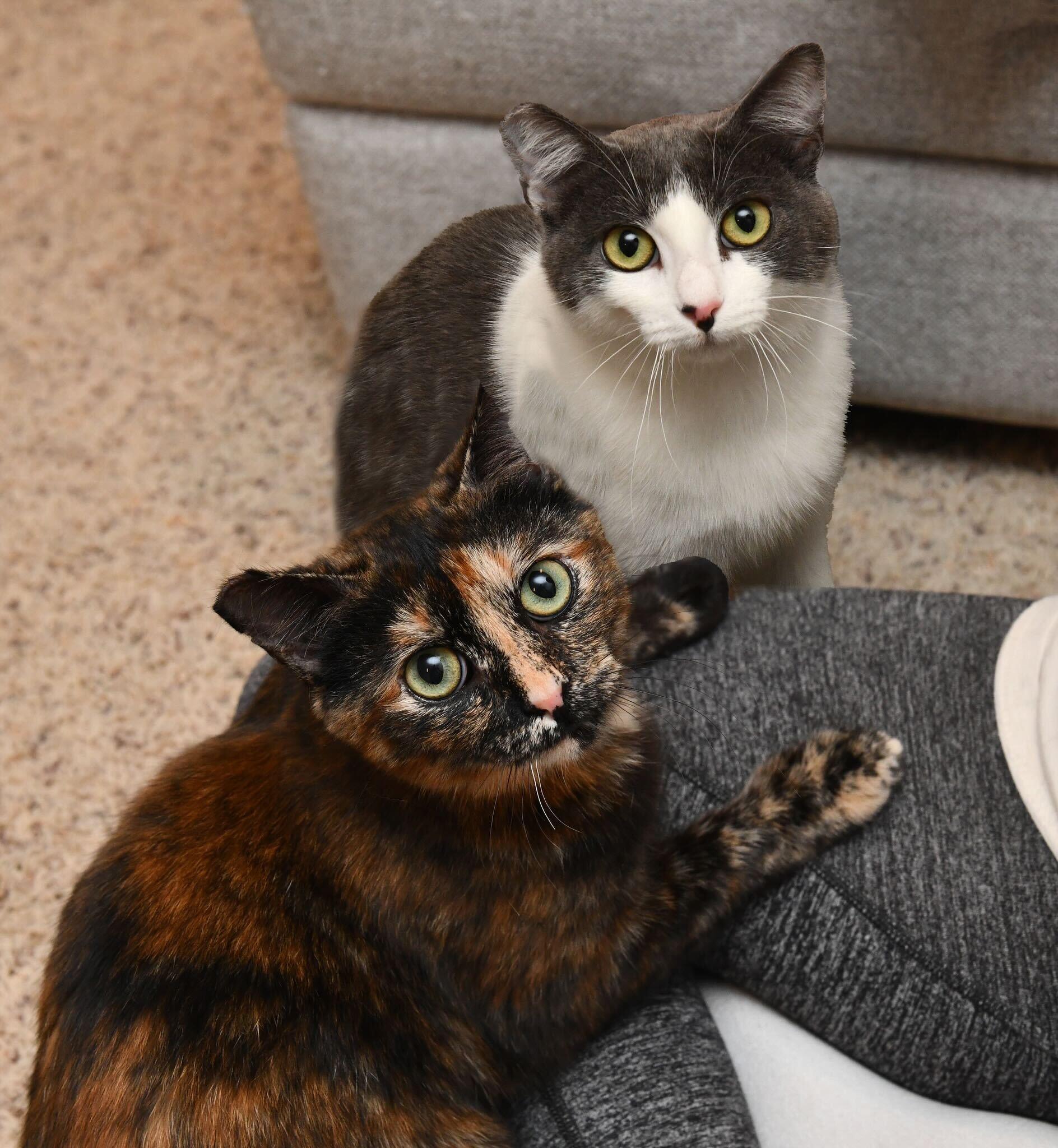 Enlarge Tina and Louise, an adopted Domestic Short Hair in Seattle, WA image 1/6