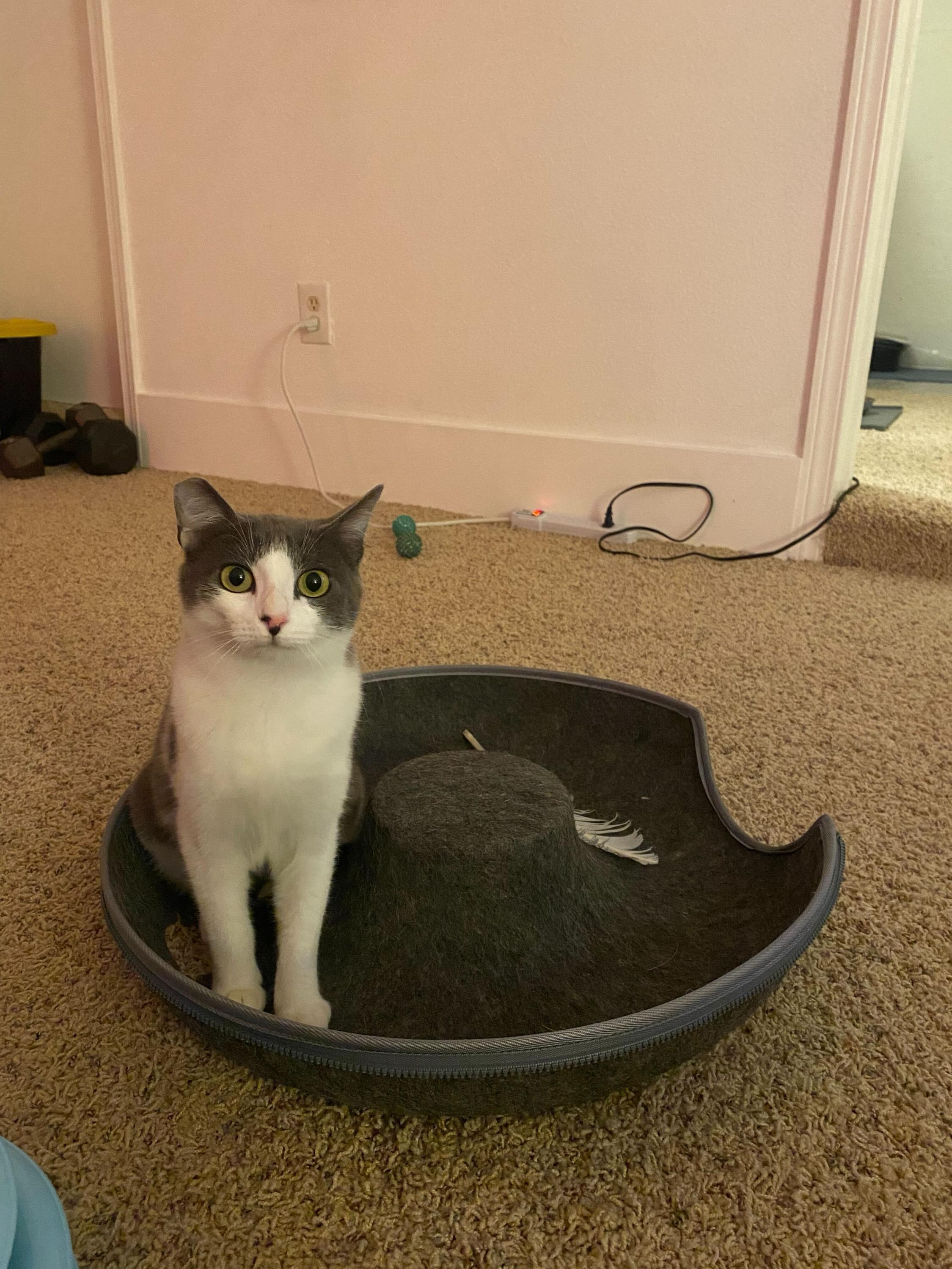 Enlarge Tina and Louise, an adopted Domestic Short Hair in Seattle, WA image 5/6