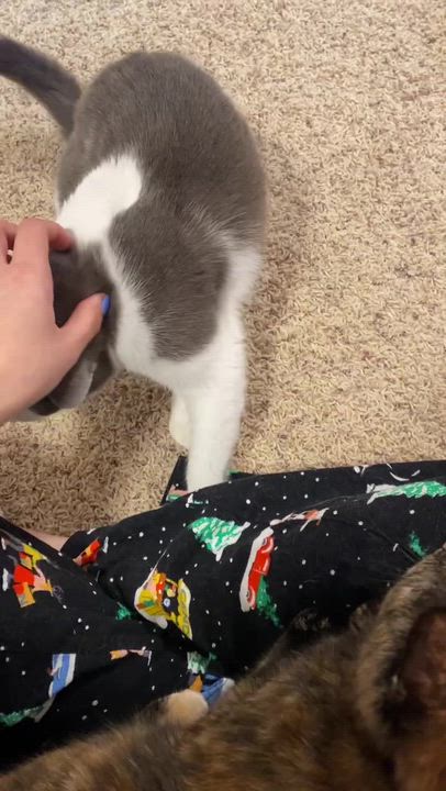 Enlarge Tina and Louise, an adopted Domestic Short Hair in Seattle, WA video 6/6