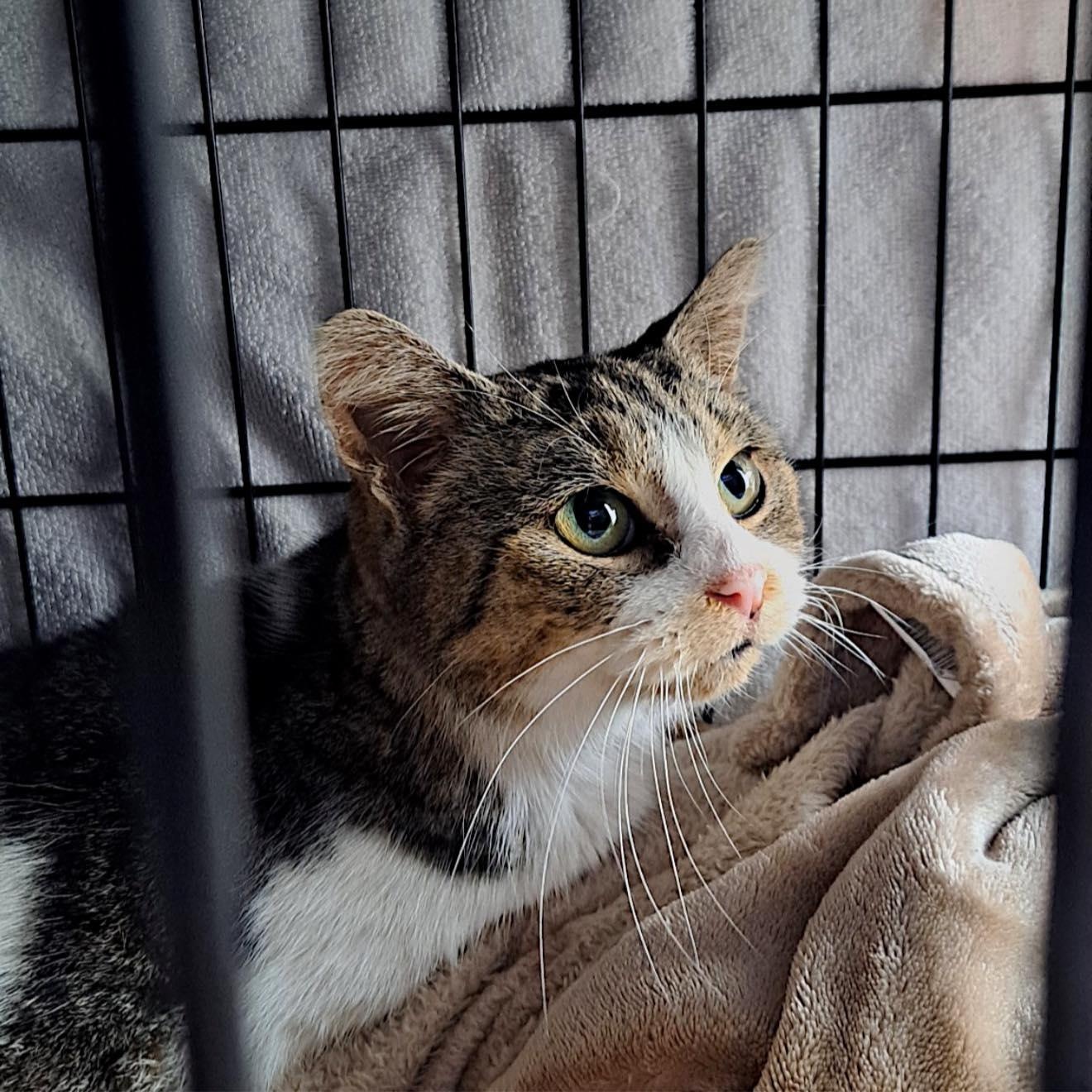 Enlarge Ellie, a ADOPTABLE Domestic Short Hair in LEETONIA, OH image 1/1